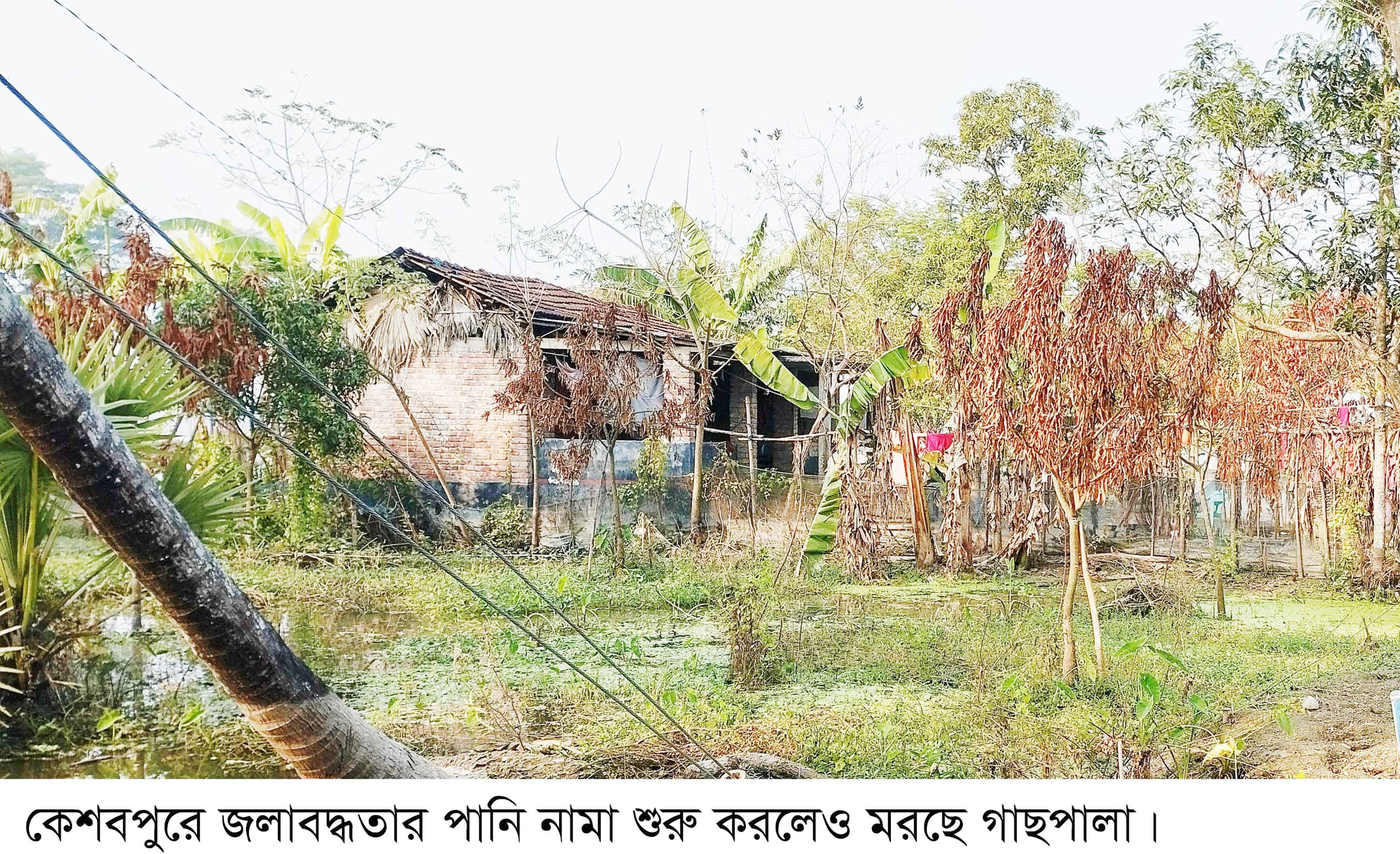কেশবপুরে জলাবদ্ধতার পানি নামলেও মরছে গাছপালা