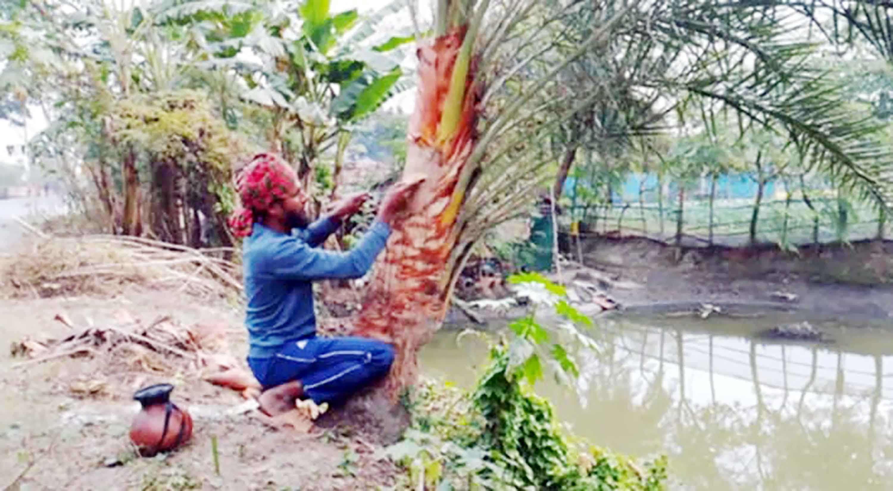 খেজুরের রস সংগ্রহে ব্যস্ত গাছিরা