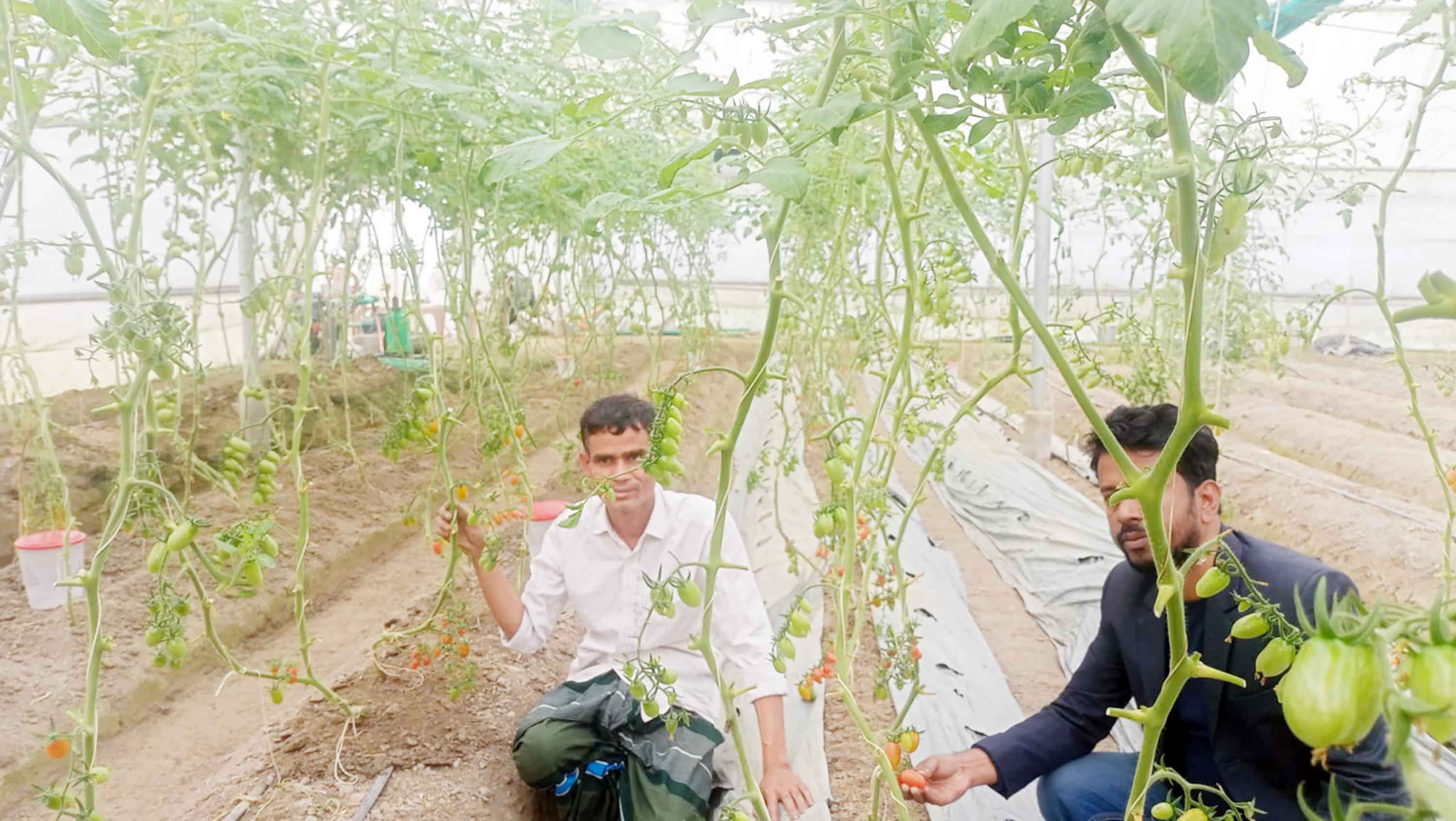 কালিয়ায় ও হোসেনপুরে টমেটো চাষে সফলতা