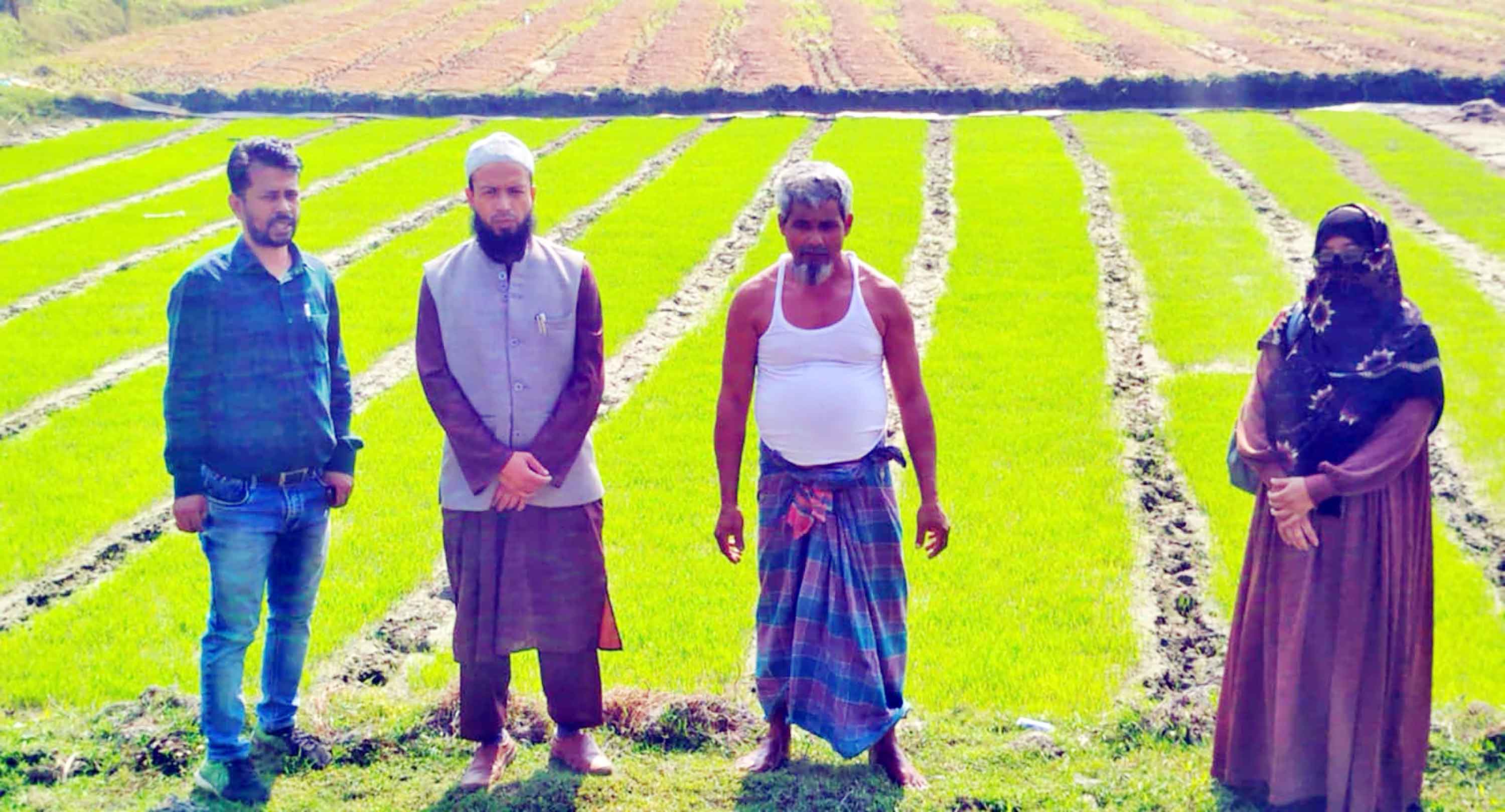 হোসেনপুরে সাড়া ফেলেছে আদর্শ বীজতলা
