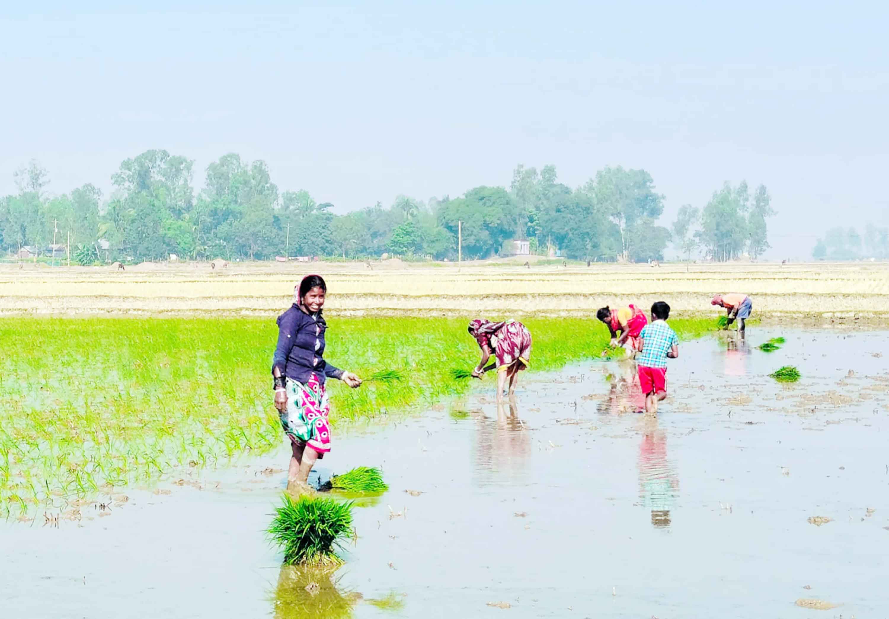 লাখাইর কৃষির মাঠে সমান তালে কাজ করেন নারী শ্রমিকরা