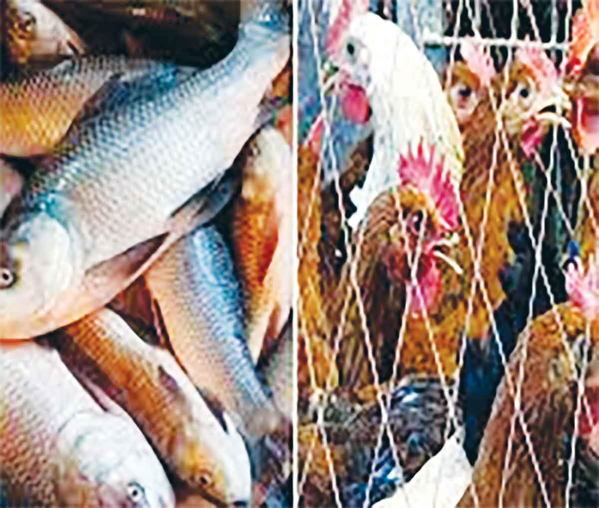 মাছের দাম কমলেও মুরগির বাজার চড়া