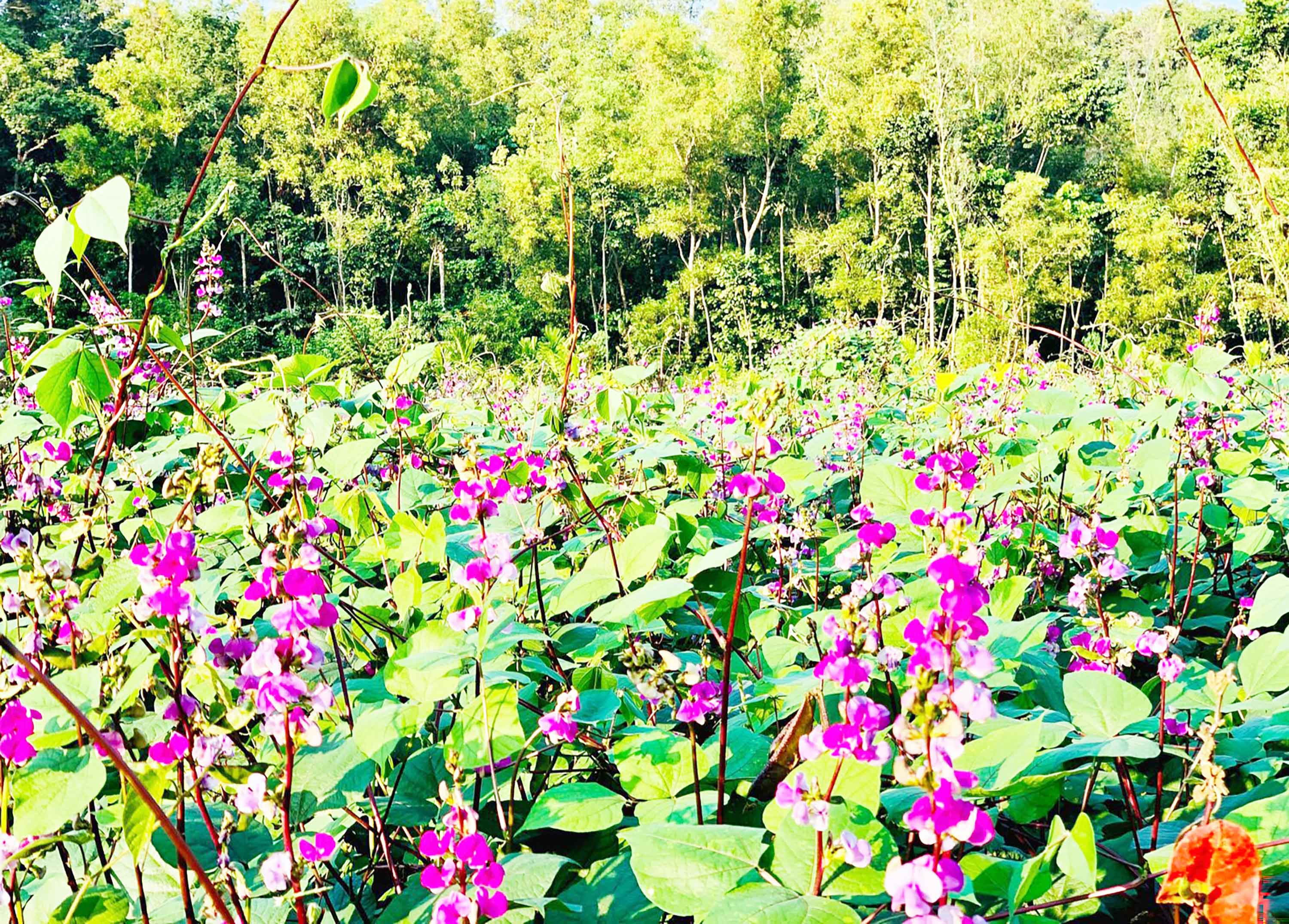 শীতকালীন শিম 'কার্তিকায়' স্বপ্ন বুনছেন তিন হাজার কৃষক