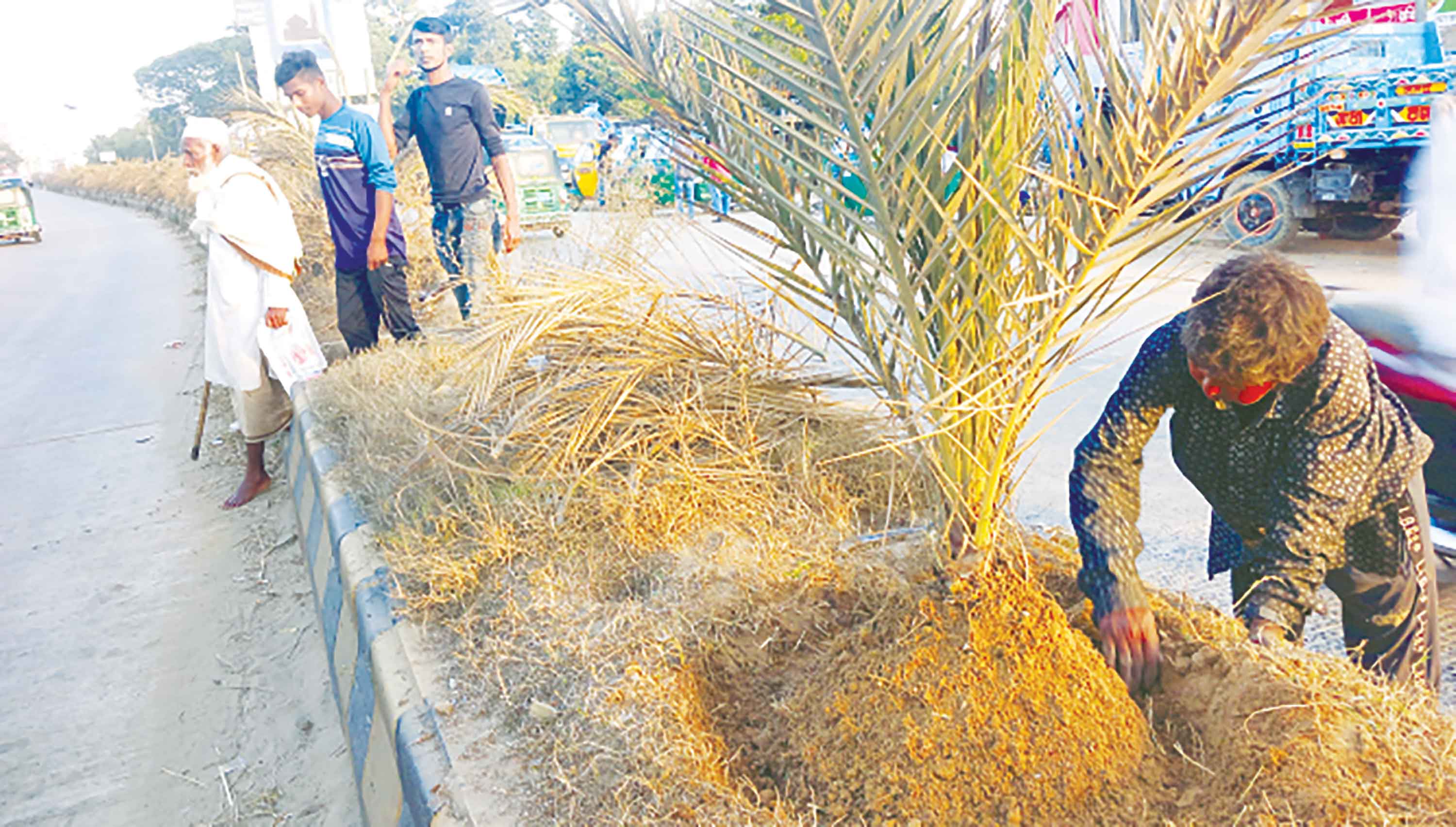 প্রতিবন্ধী দিপ্তীর পরিচর্যায় চোখ মেলছে রাঙামাটি সড়ক ডিভাইডারের খেজুর চারা