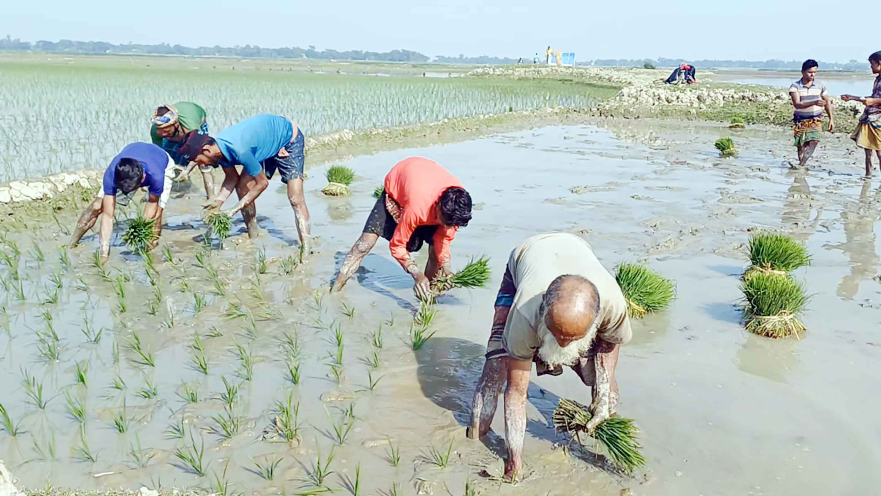কিশোরগঞ্জে বোরোর লক্ষ্যমাত্রা প্রায় ৮ লাখ মেট্রিক টন