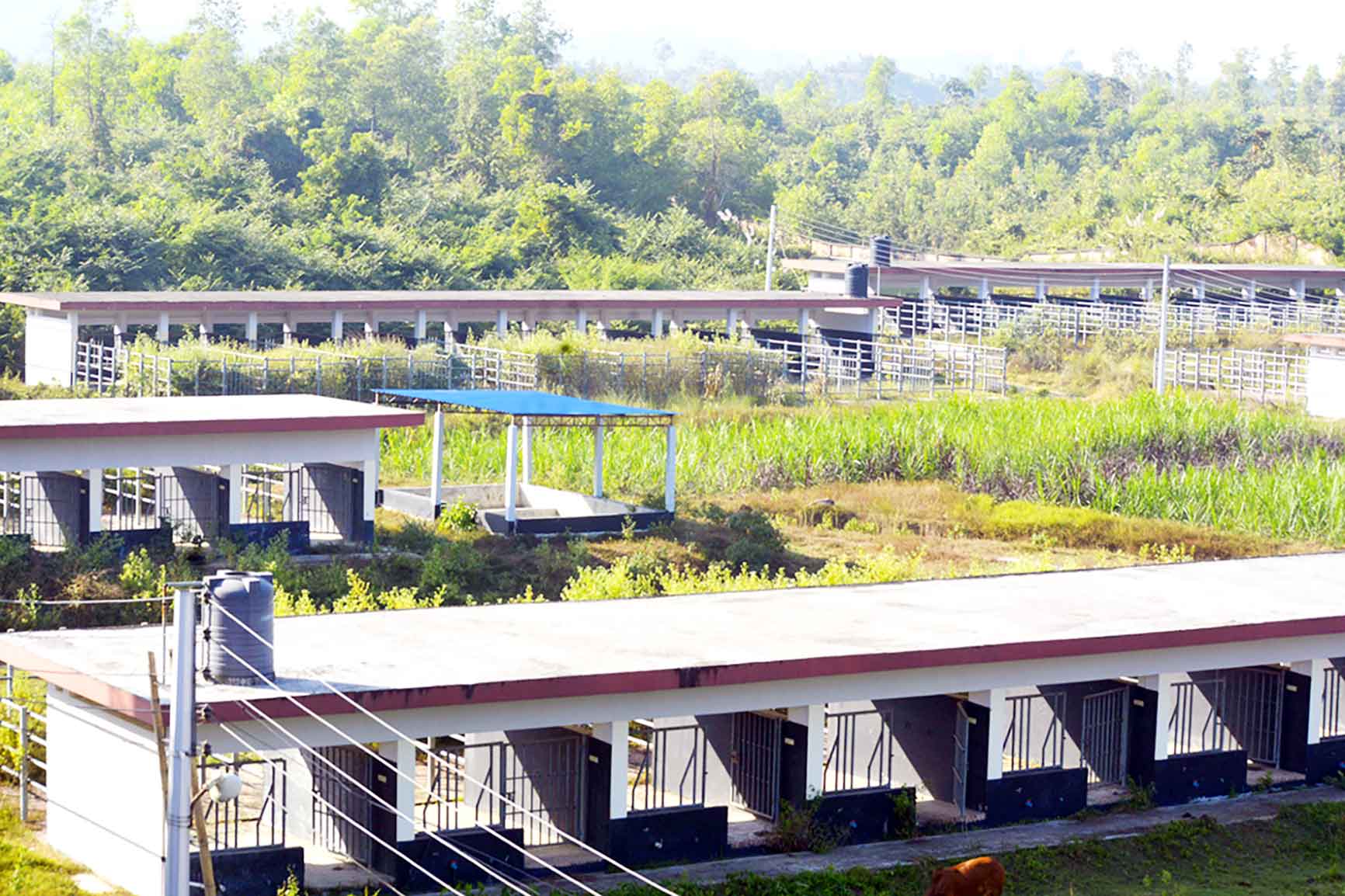 প্রাথমিক যন্ত্রপাতি না থাকায় থমকে আছে গবাদি পশুর কৃত্রিম প্রজনন কার্যক্রম