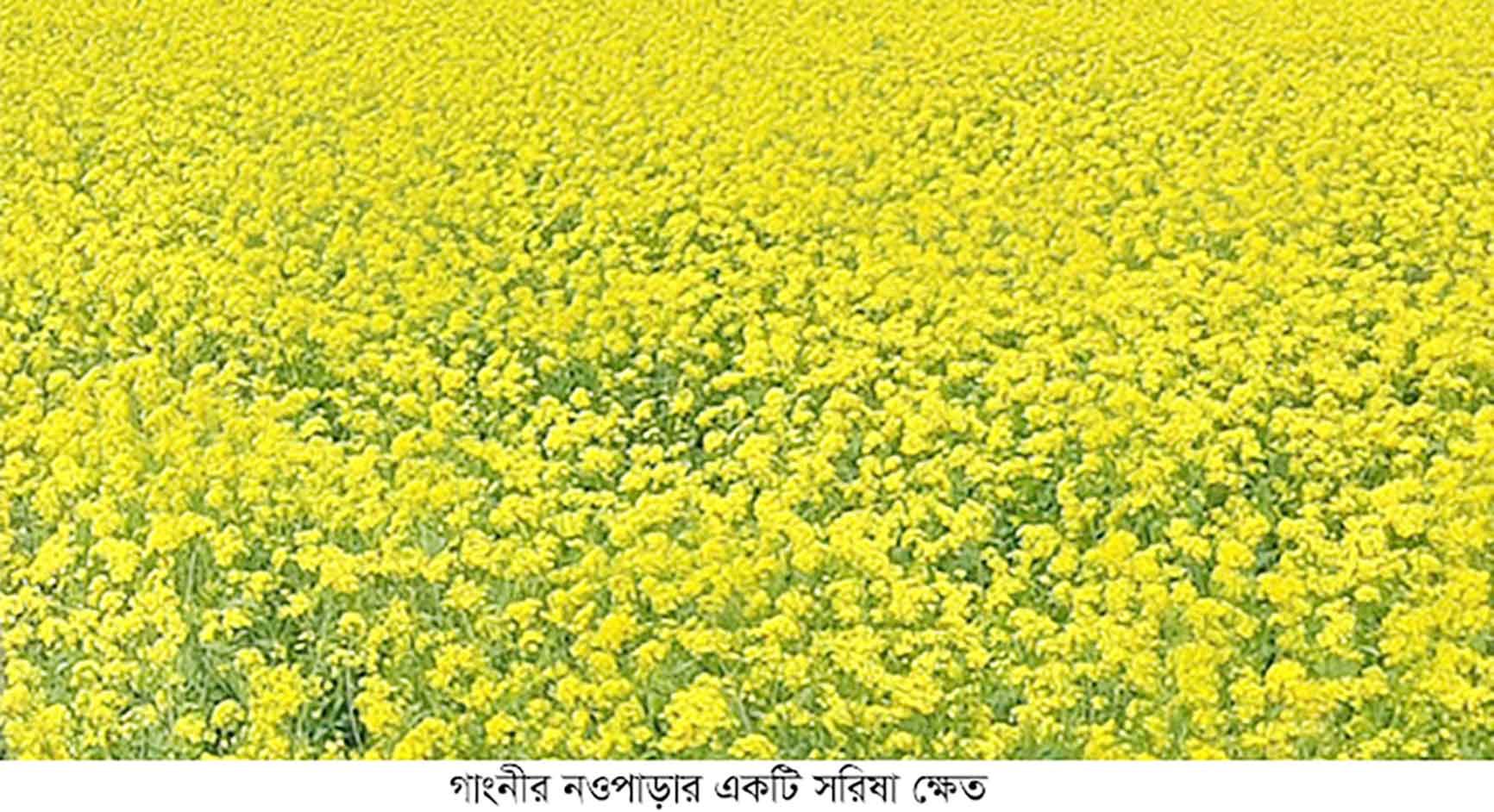 মাঠজুড়ে মনোমুগ্ধকর সরিষা ফুলের হাতছানি