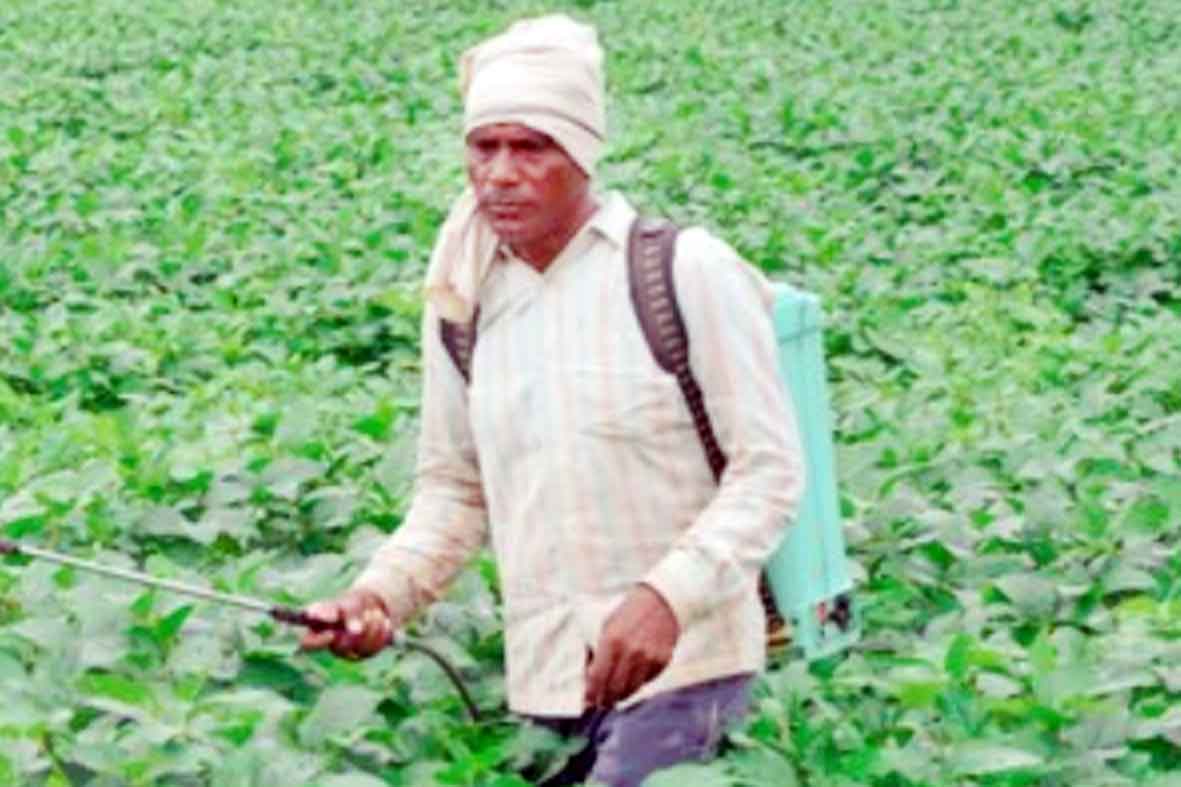 নিয়ম না মেনে জমিতে কীটনাশক স্প্রে