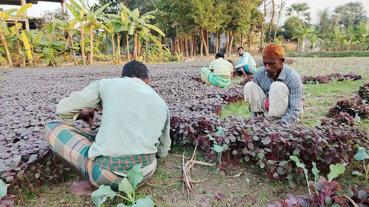 কালীগঞ্জে অধিক লাভের আশায় শীতকালীন সবজি চাষে আগ্রহ