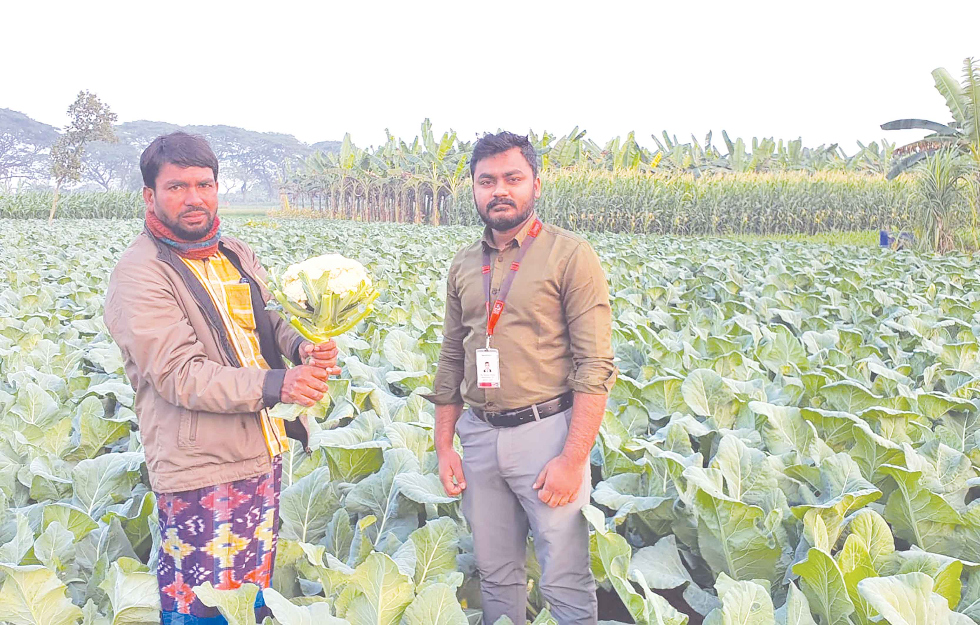 মেহেরপুরের ফুলকপি চাষিদের পাশে দাঁড়াল স্বপ্ন