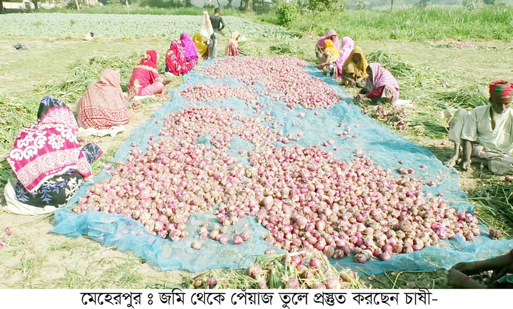 মেহেরপুরে পেঁয়াজের নায্যমূল্য না পাওয়ায় ক্ষতির মুখে চাষিরা
