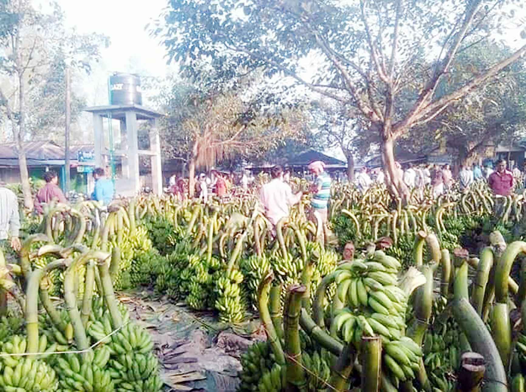 সখীপুরের বিখ্যাত কলার হাট কুতুবপুর সপ্তাহে বিক্রি হয় তিন কোটি টাকার
