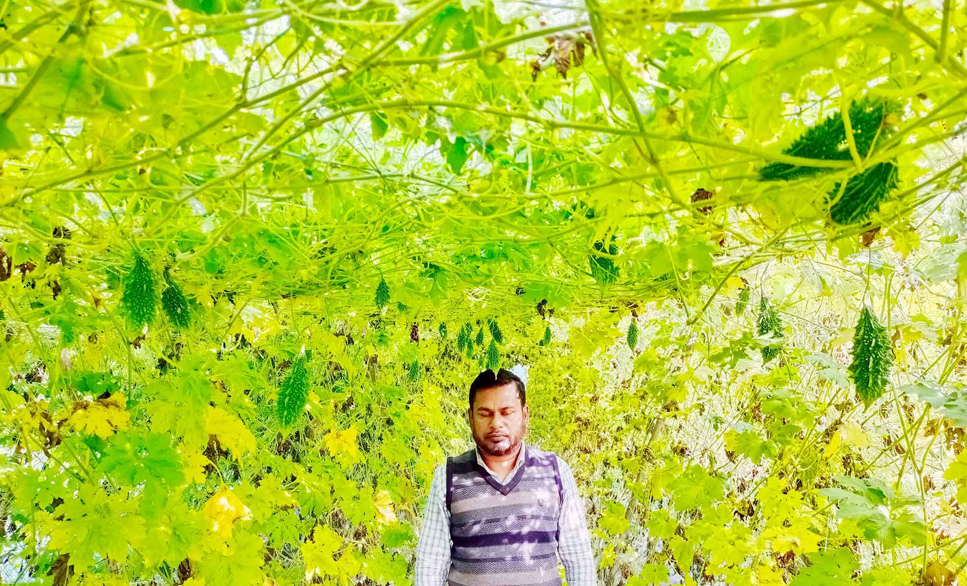 সিরাজগঞ্জে কৃষকদের আশা জাগাচ্ছে করলা