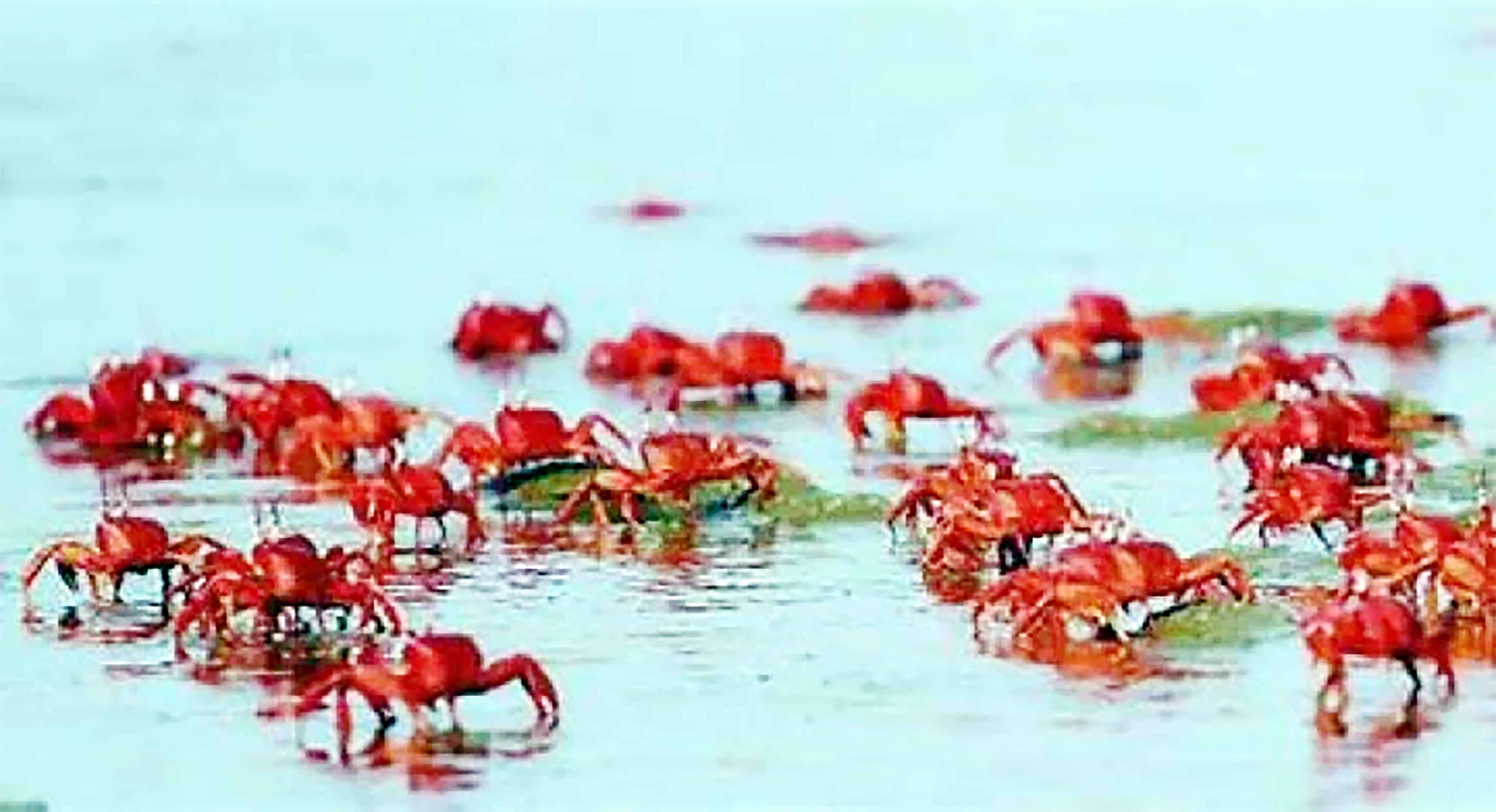 বিপন্ন না হোক পারকি সমুদ্রসৈকতের লাল কাঁকড়া