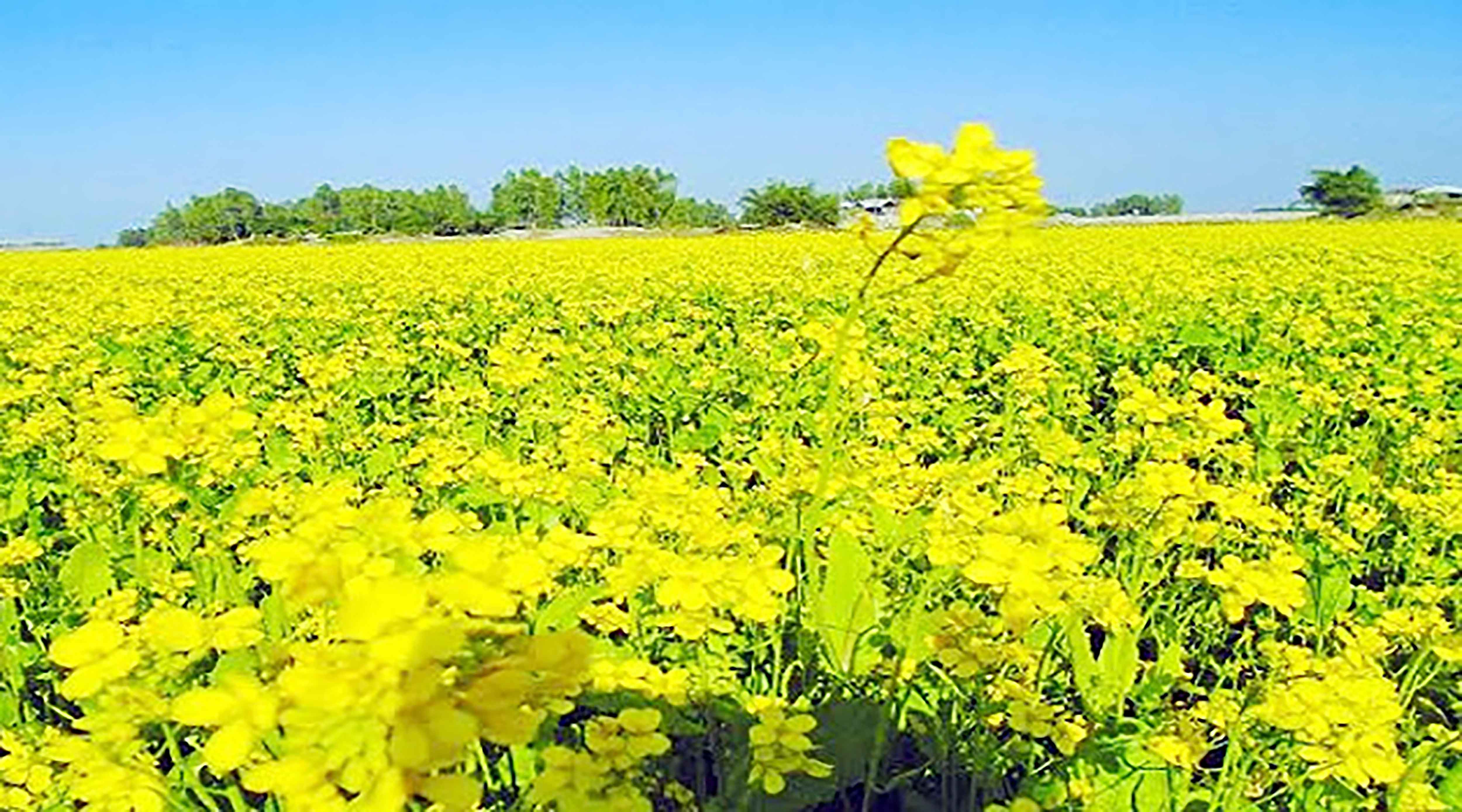বরেন্দ্রে কমেছে সরিষার আবাদ
