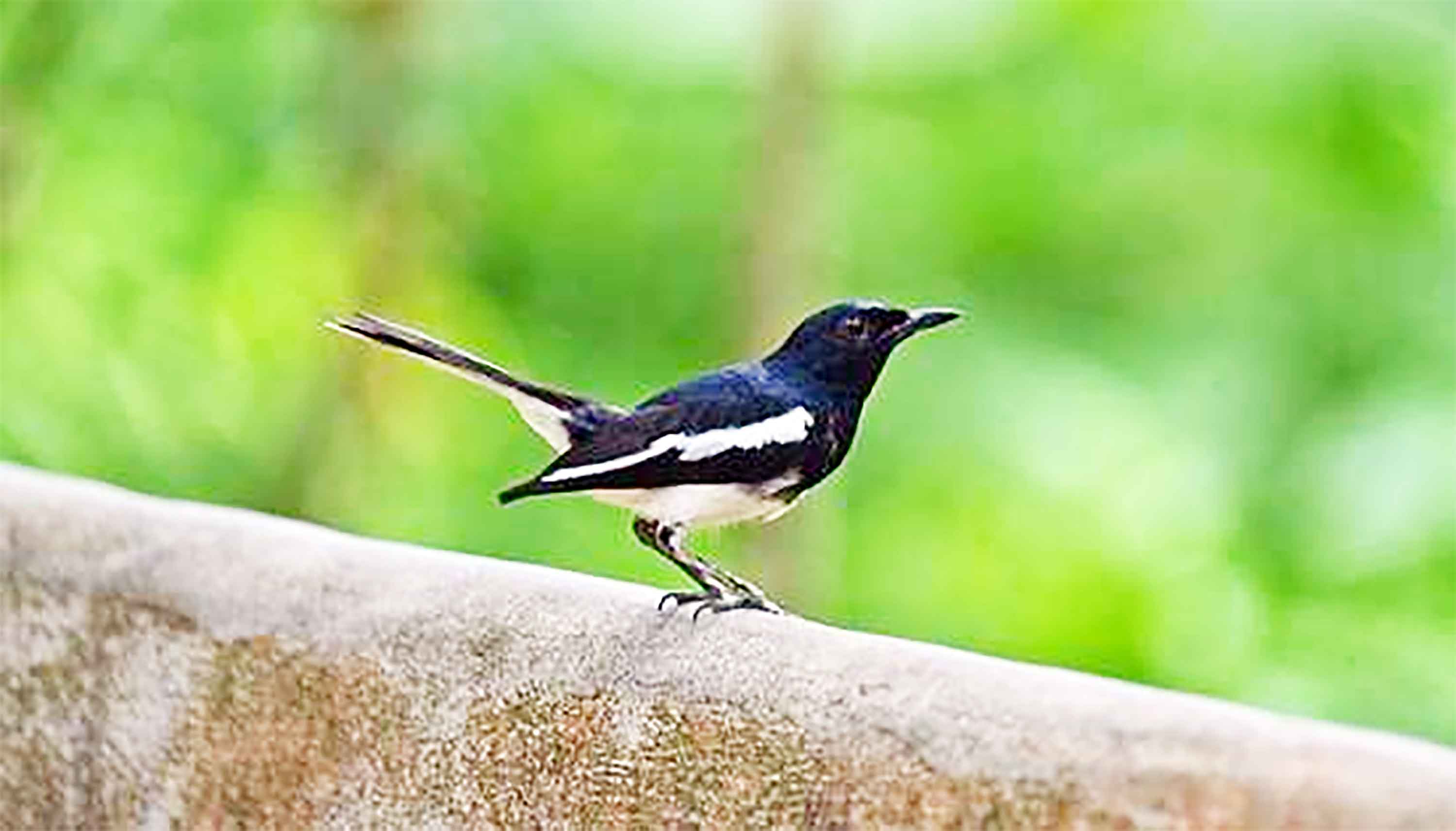 বিলুপ্তির পথে জাতীয় পাখি দোয়েল
