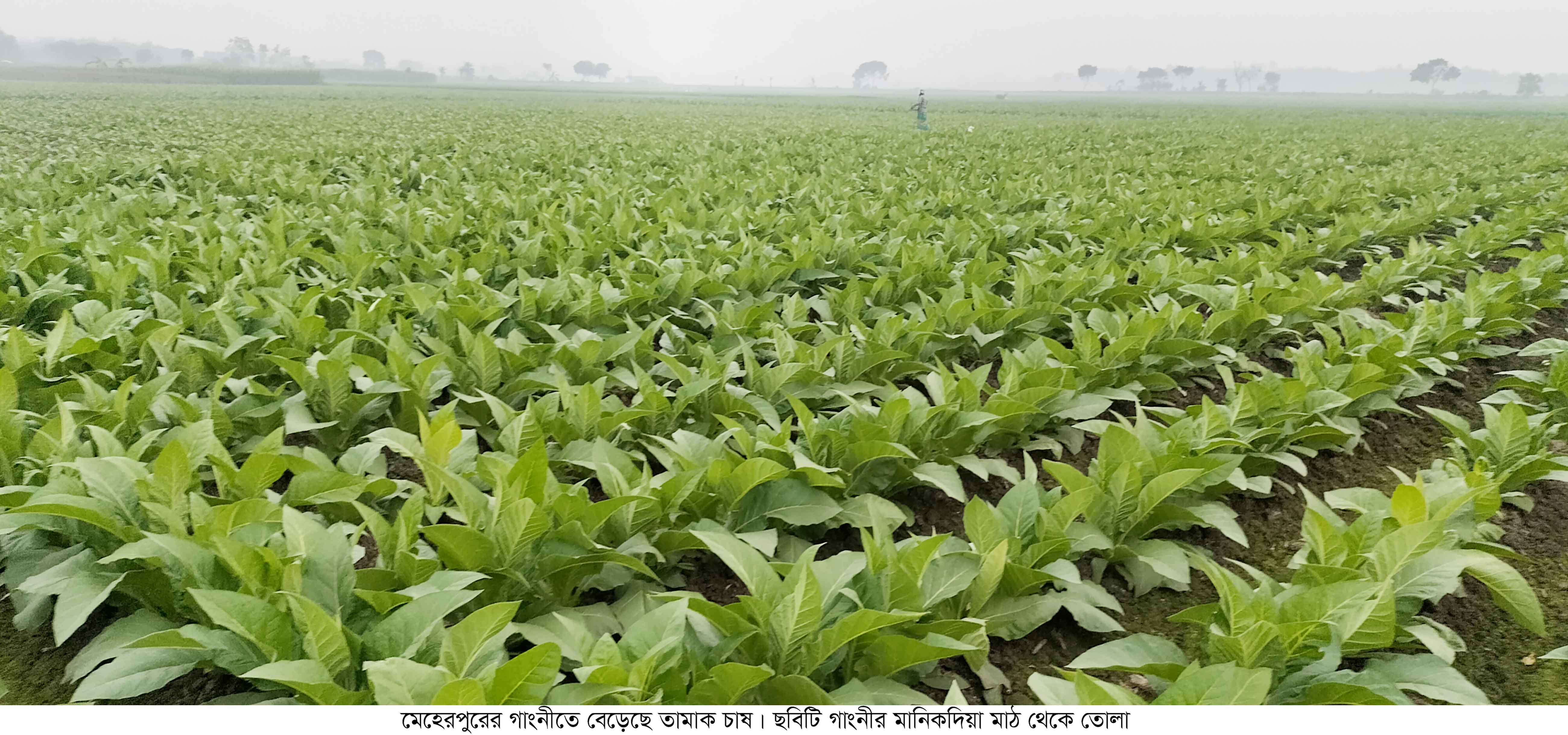 গাংনীর মাঠে নিকোটিন নিয়ে বেড়ে উঠছে তামাক চারা