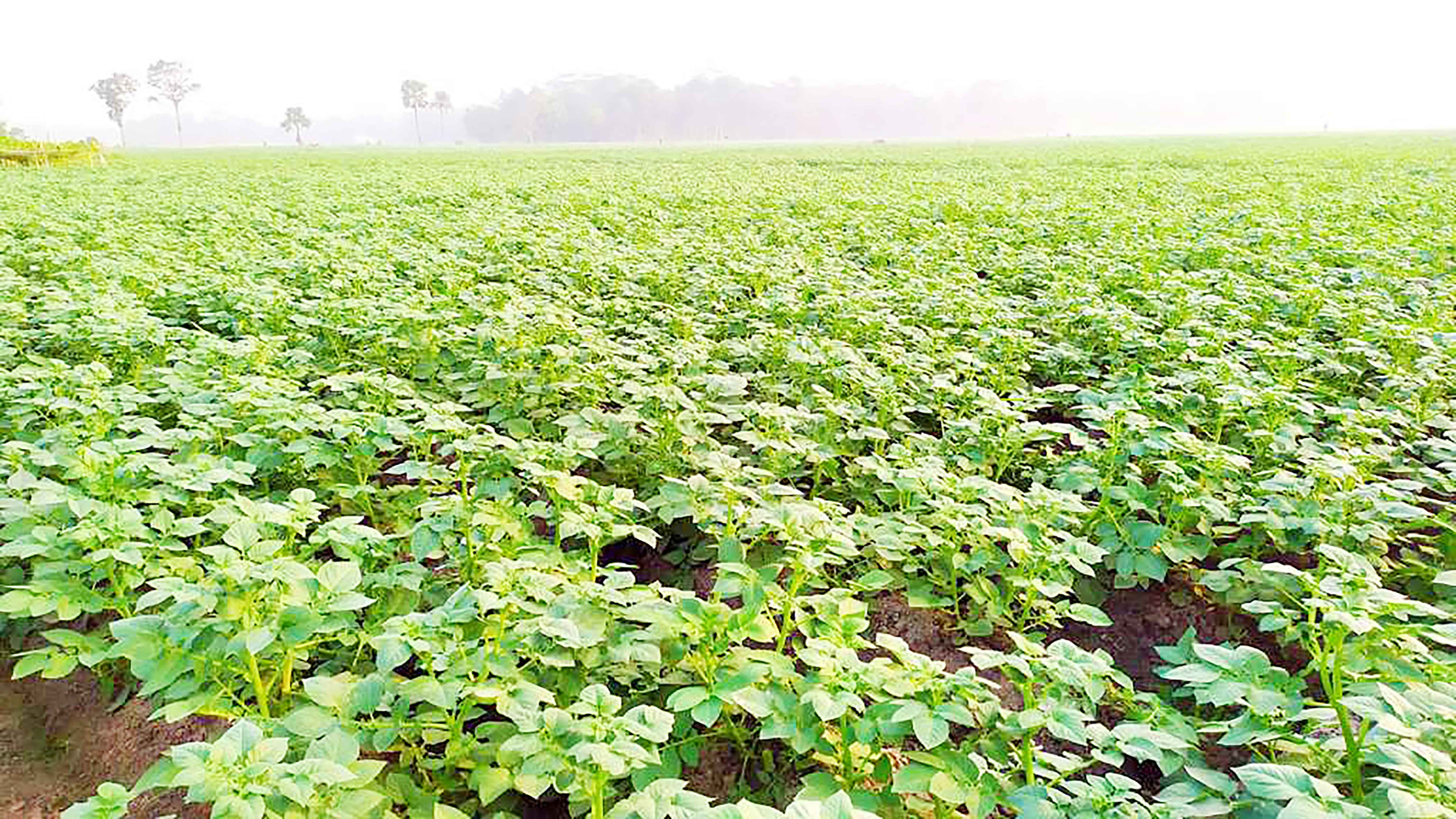 ব্রহ্মপুত্রের বালুচরে সবুজ ফসলের ঝিলিক