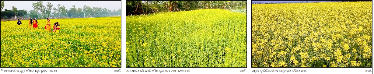 সিরাজগঞ্জে দিগন্ত জুড়ে সরিষা ফুলে স্বপ্ন দেখছে কৃষক