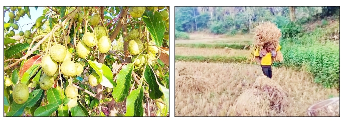 অর্থনীতিতে নতুন মাত্রা পাহাড়ের জলপাই