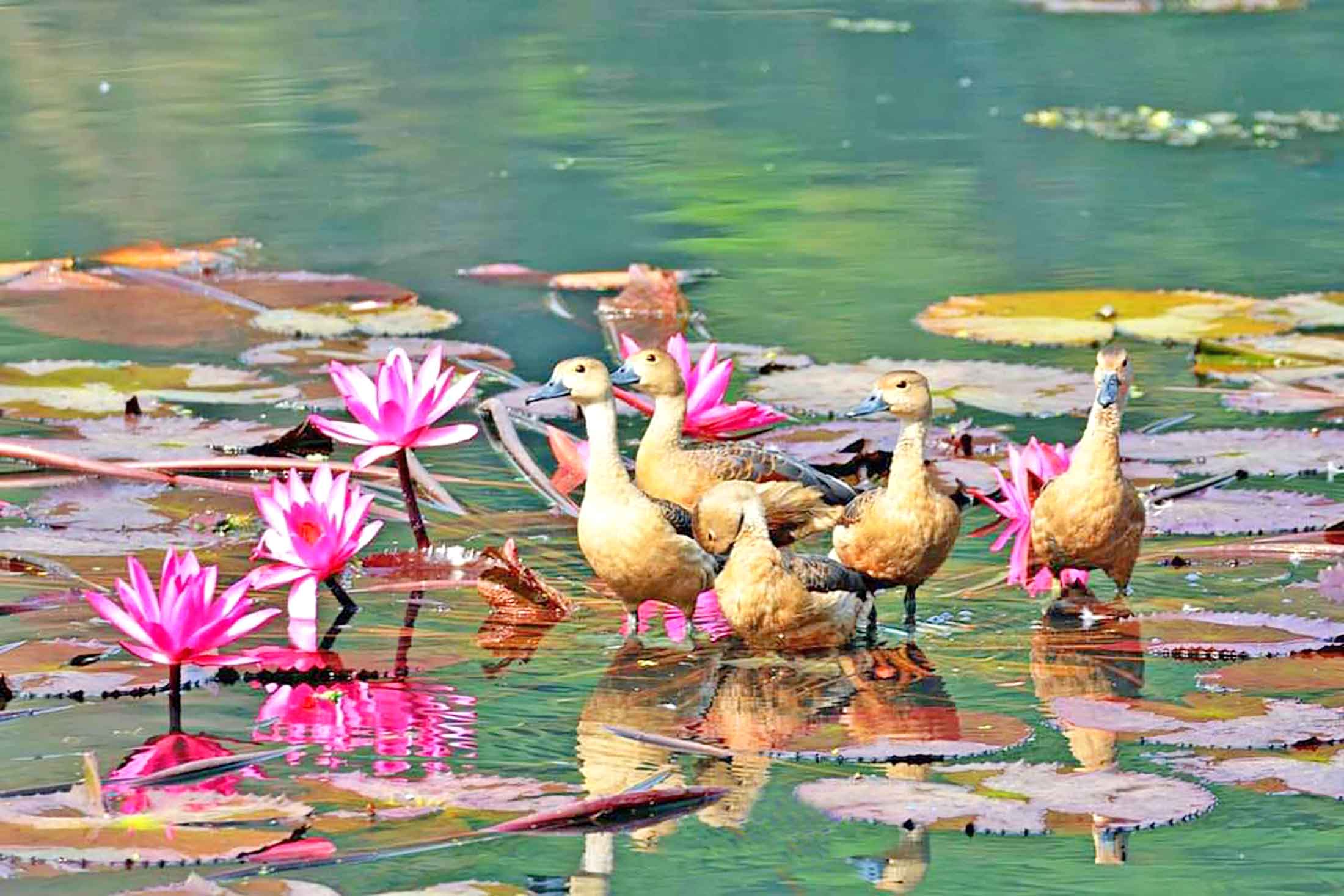 পরিযায়ী পাখিদের হোক নিরাপদ জলাভূমি