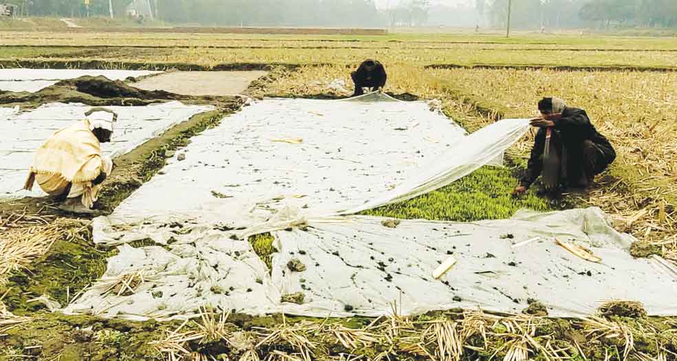 ঘন কুয়াশায় ক্ষতির মুখে কৃষিখাত, দুশ্চিন্তায় কৃষক