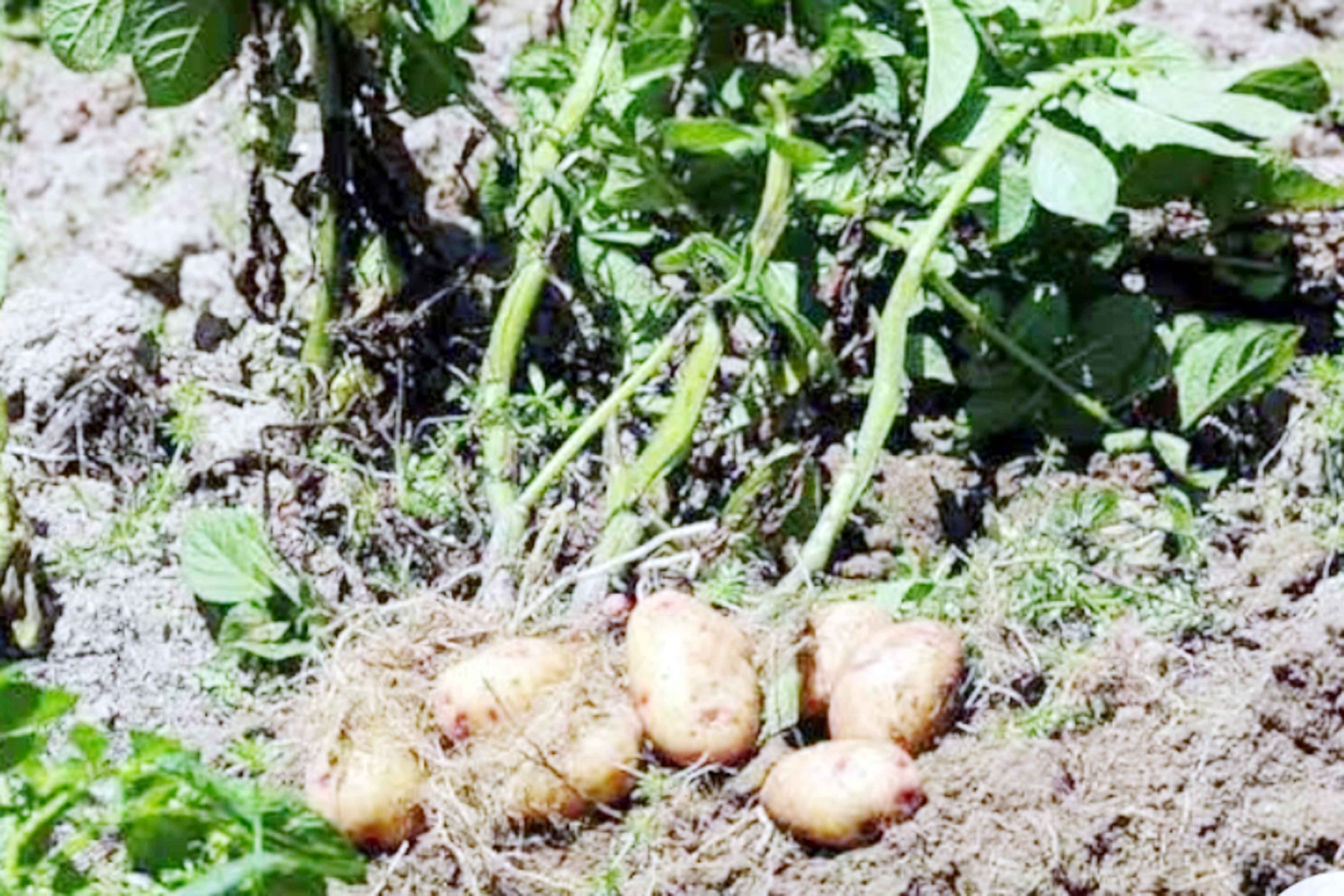 হোসেনপুরে আলুর বাম্পার ফলন