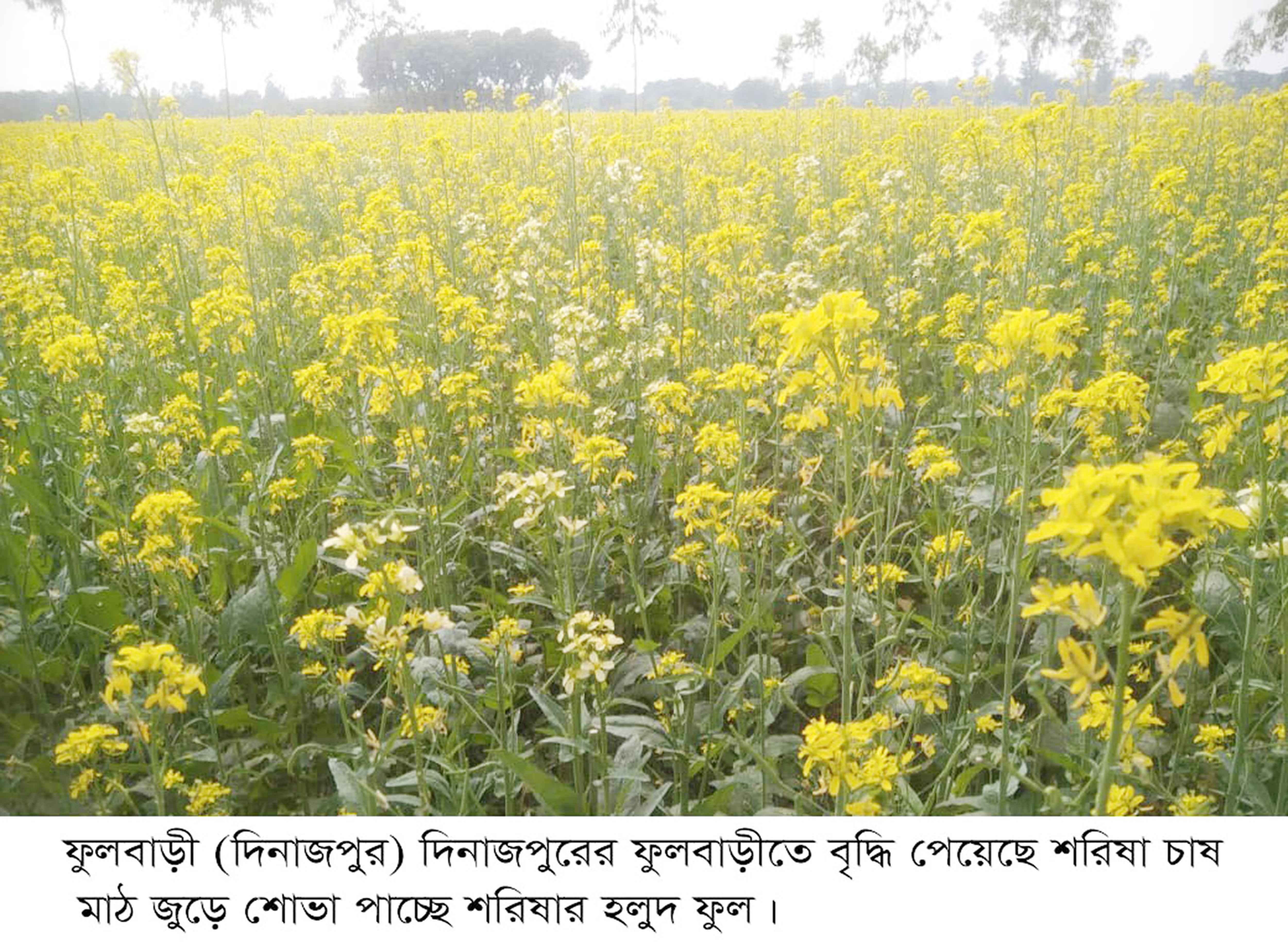 ফুলবাড়ীতে সরিষা চাষে নতুন দিগন্ত