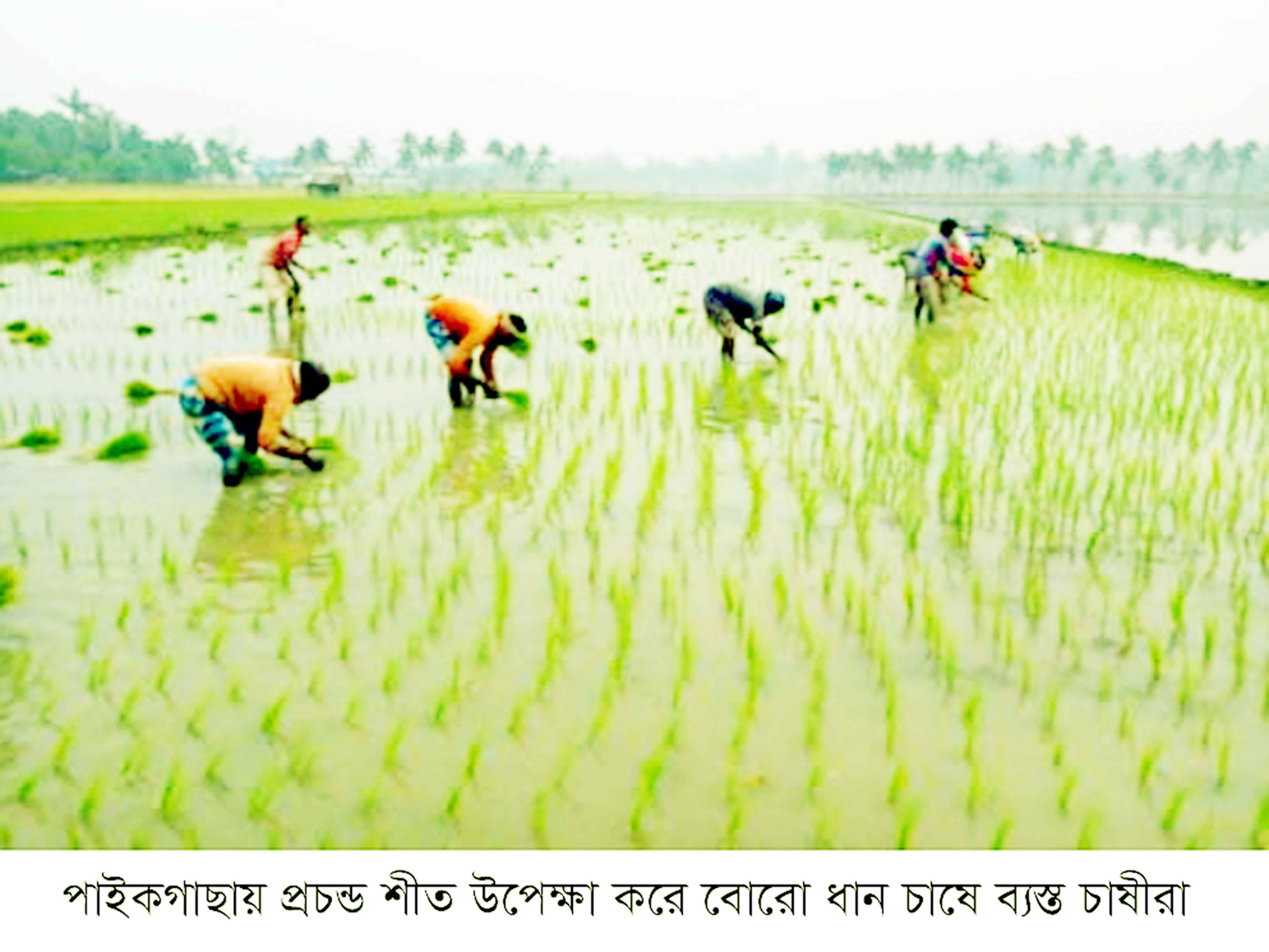 পাইকগাছায় প্রচন্ড শীত উপেক্ষা করে বোরো ধান রোপণে ব্যস্ত চাষিরা