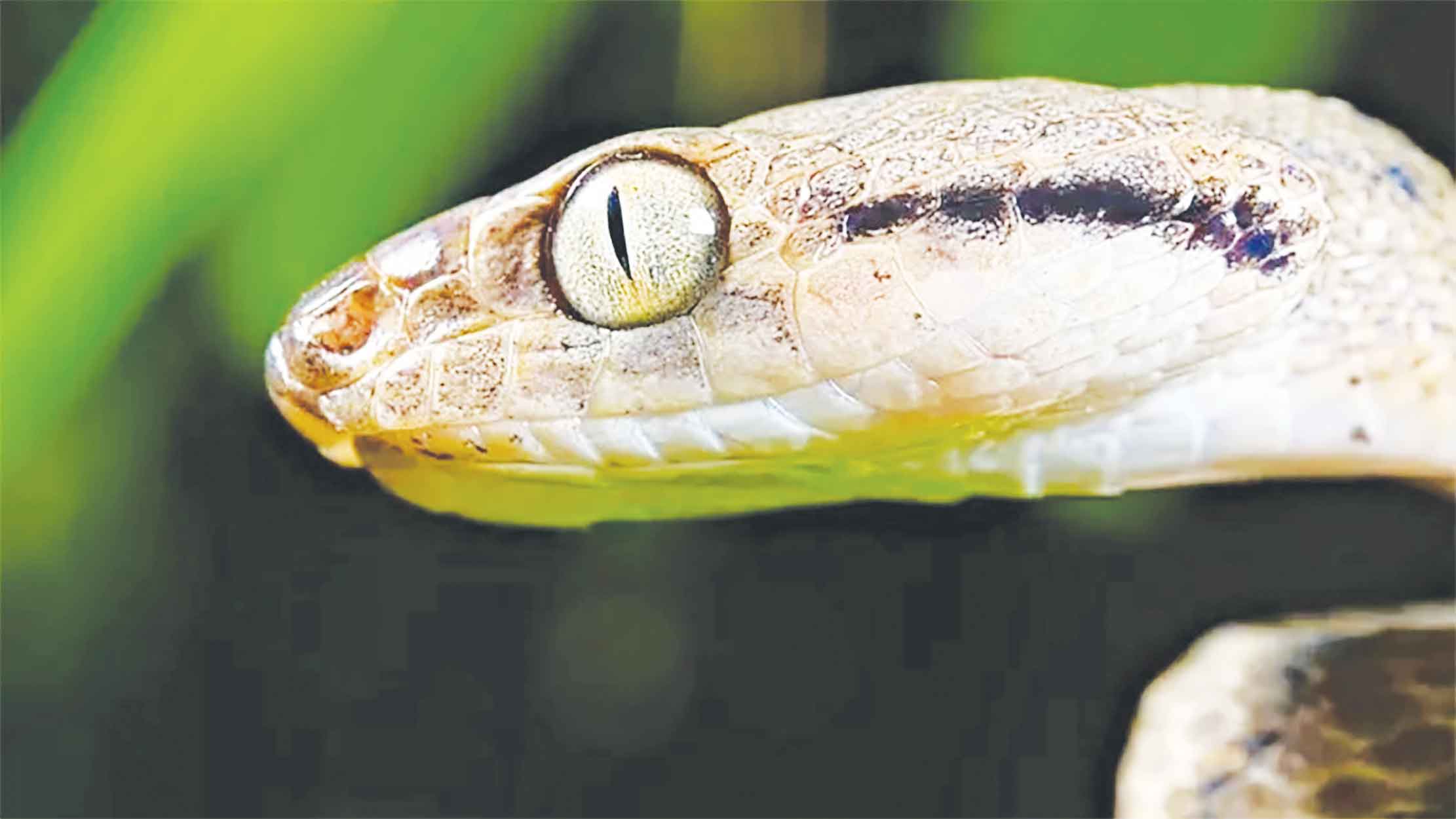 সাপের দৌরাত্ম্যে পাখিহীন মার্কিন গুয়াম দ্বীপ, রাজত্ব গড়েছে মাকড়সা