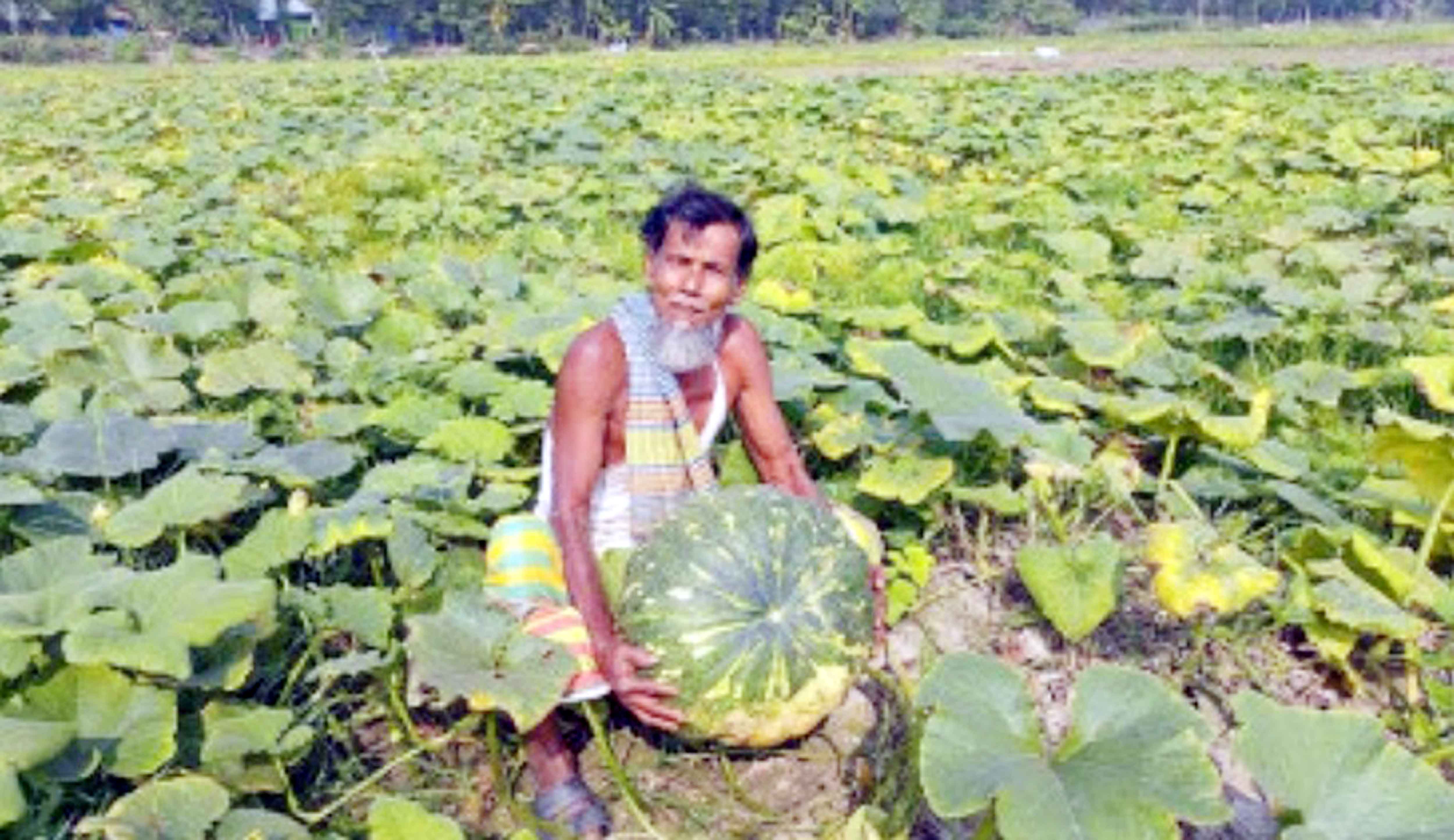 ক্ষেতে পাকছে মিষ্টি কুমড়া দেখা নেই পাইকারের