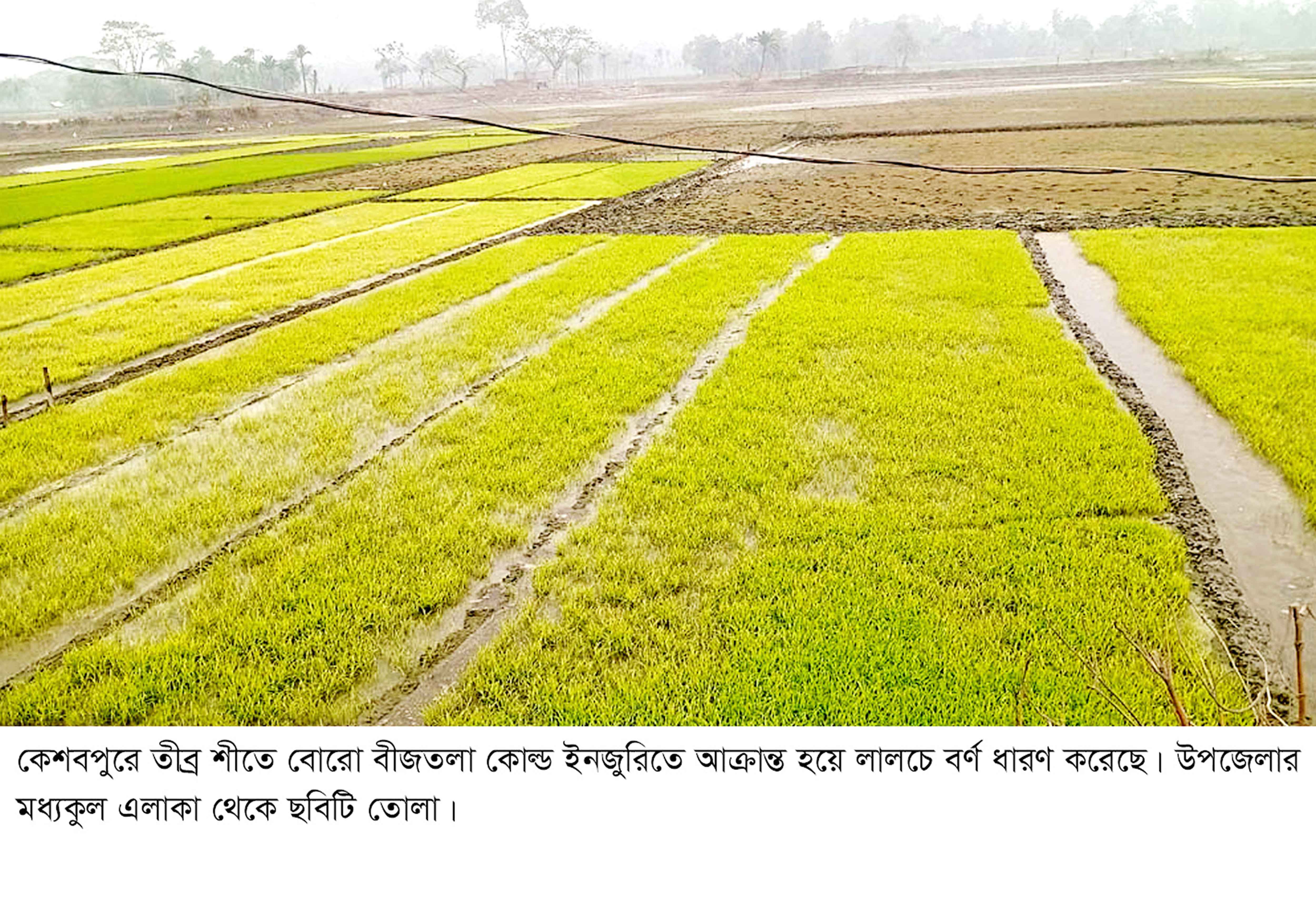 কেশবপুরে কোল্ড ইনজুরিতে আক্রান্ত বোরো বীজতলা