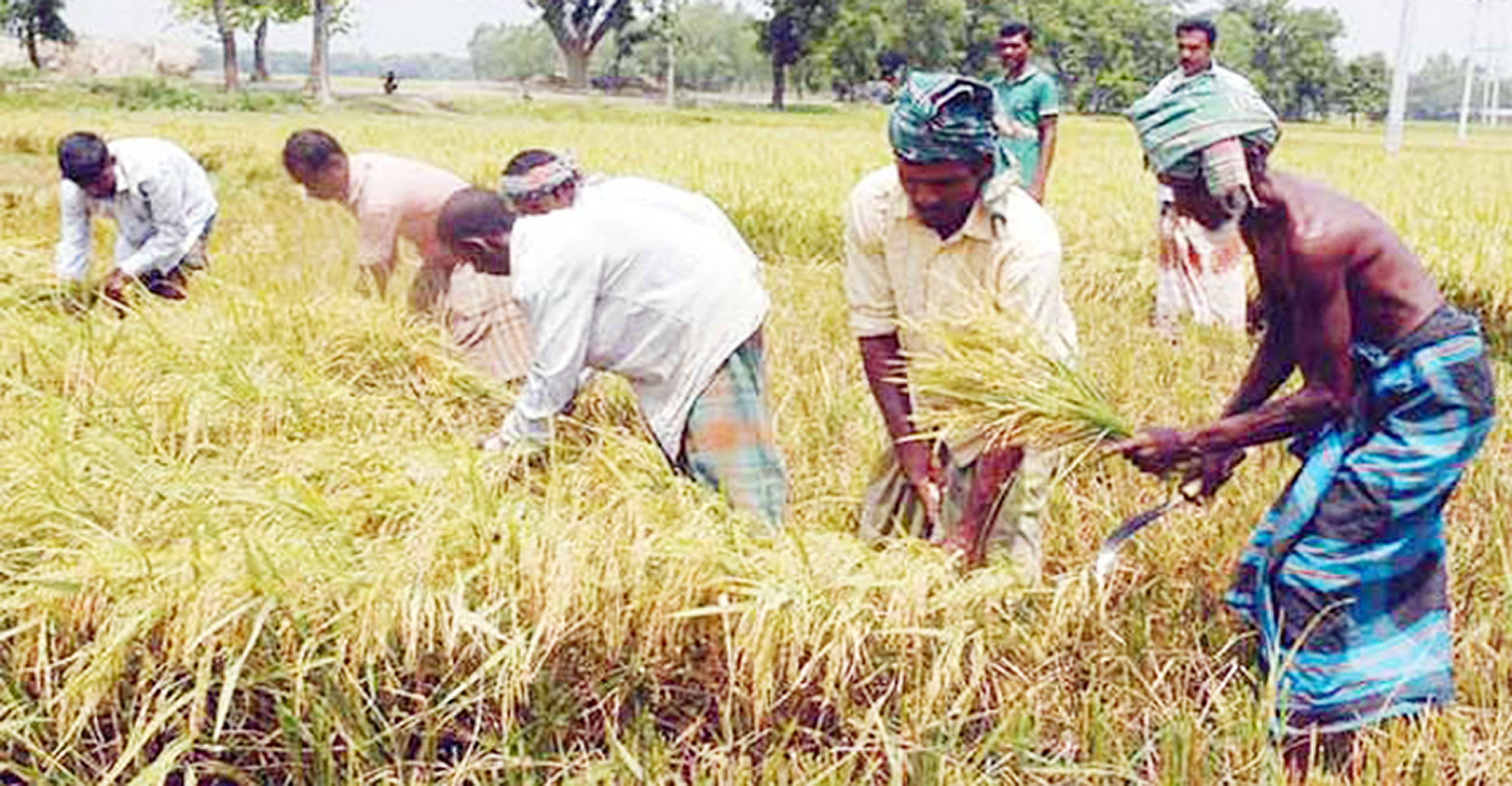 হাওড়ে ৯১% জমিতে বোরো ধান রোপণ