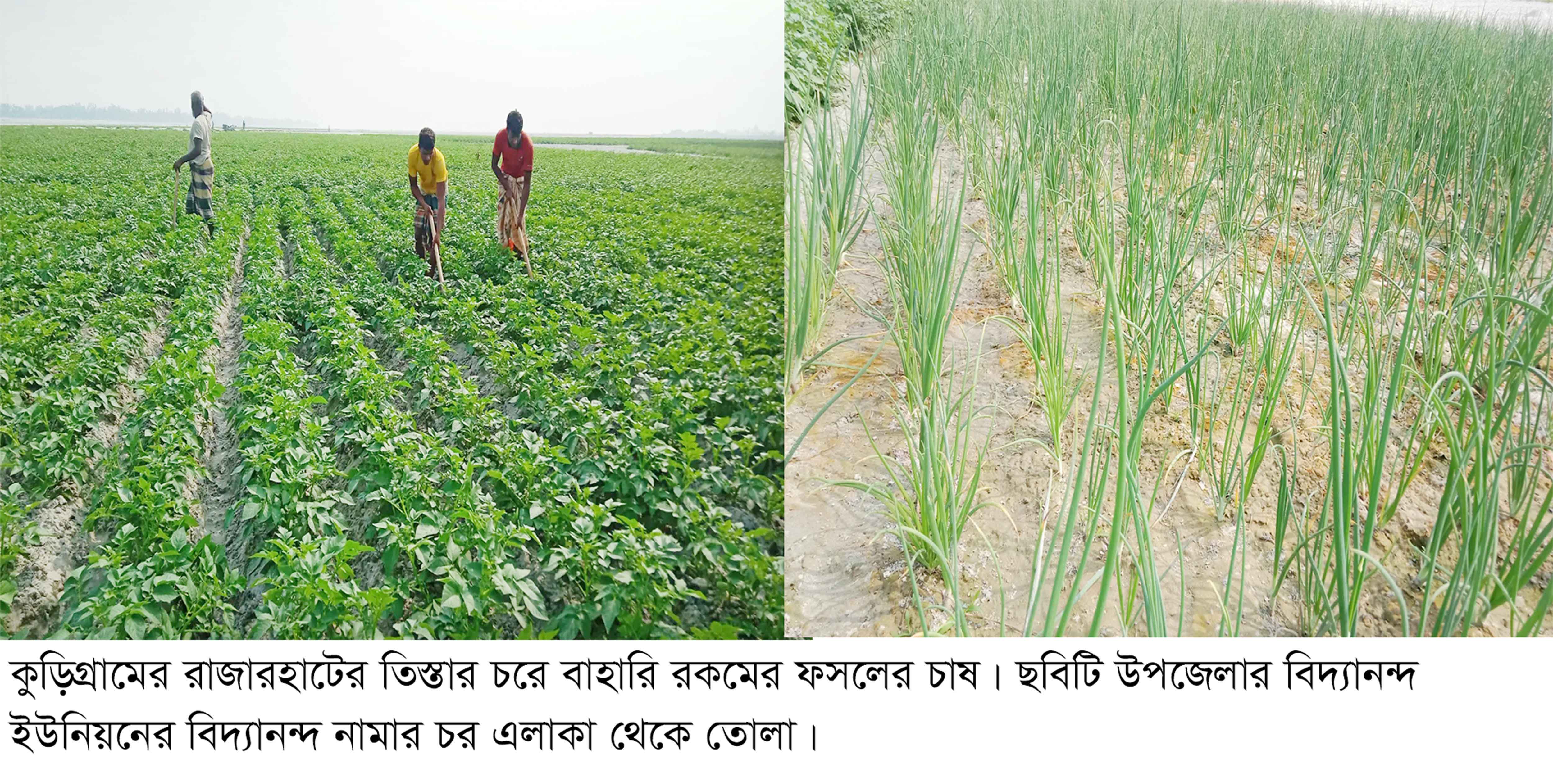 কৃষকের আশা জাগাচ্ছে তিস্তার ধূ-ধূ বালুর চরে বাহারি ফসল