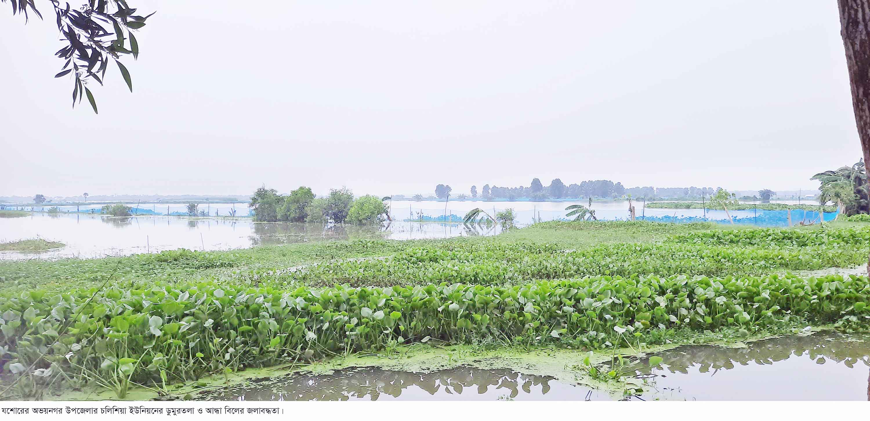 ভবদহের জলাবদ্ধতা অভয়নগরে প্রায় দুই হাজার হেক্টর জমিতে বোরো চাষ অনিশ্চিত