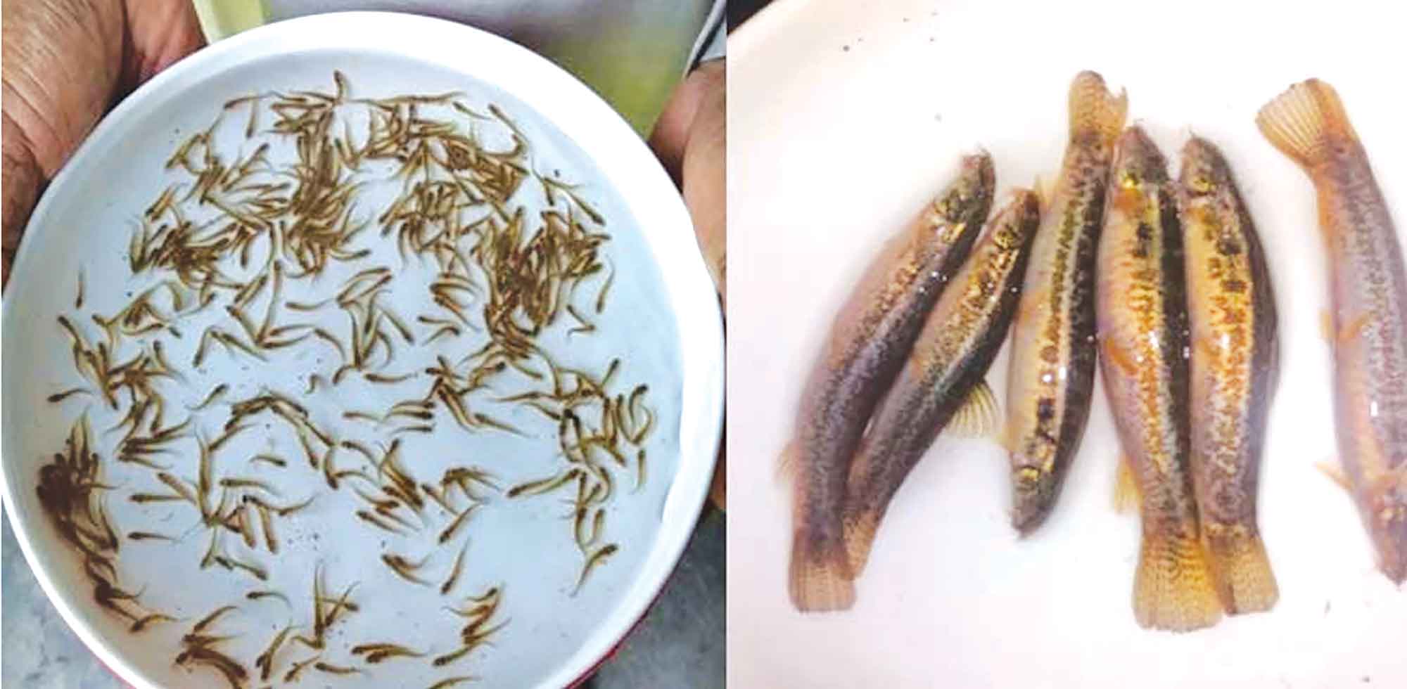 পাতে ফিরেছে বিলুপ্তপ্রায় ৪০ প্রজাতির দেশি মাছ