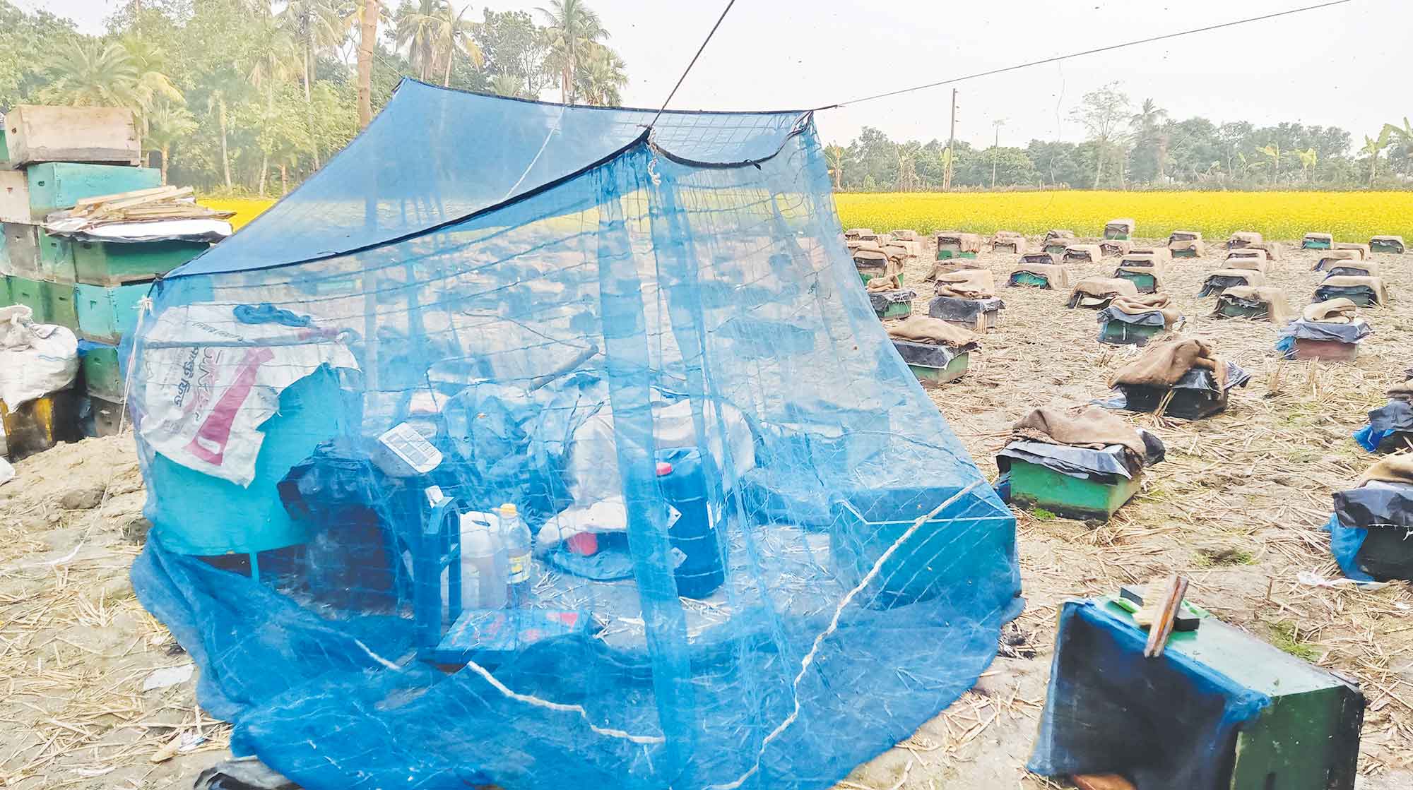 কলারোয়ায় সরিষার ফুল থেকে মধু সংগ্রহে ব্যস্ত মৌ-চাষিরা নান্দাইলে লাউ চাষে কৃষকের ভাগ্য বদল