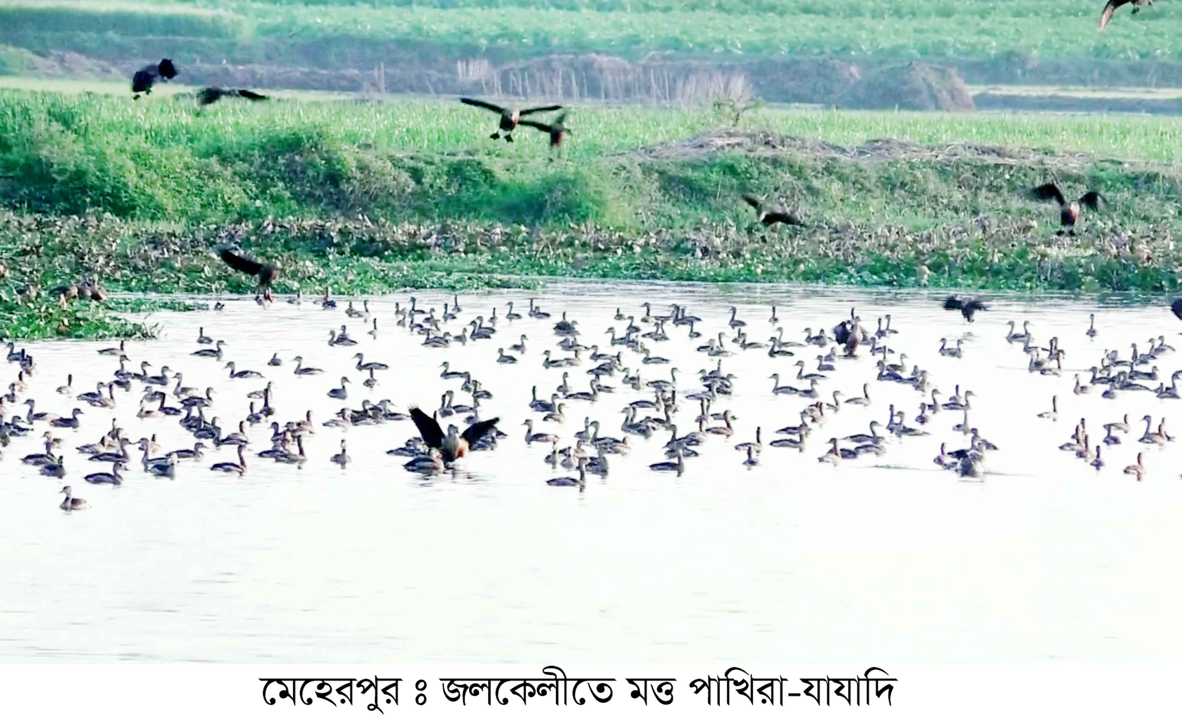 পরিযায়ী পাখির কলতানে মুখরিত গাংনীর মাইলমারী পদ্মবিল