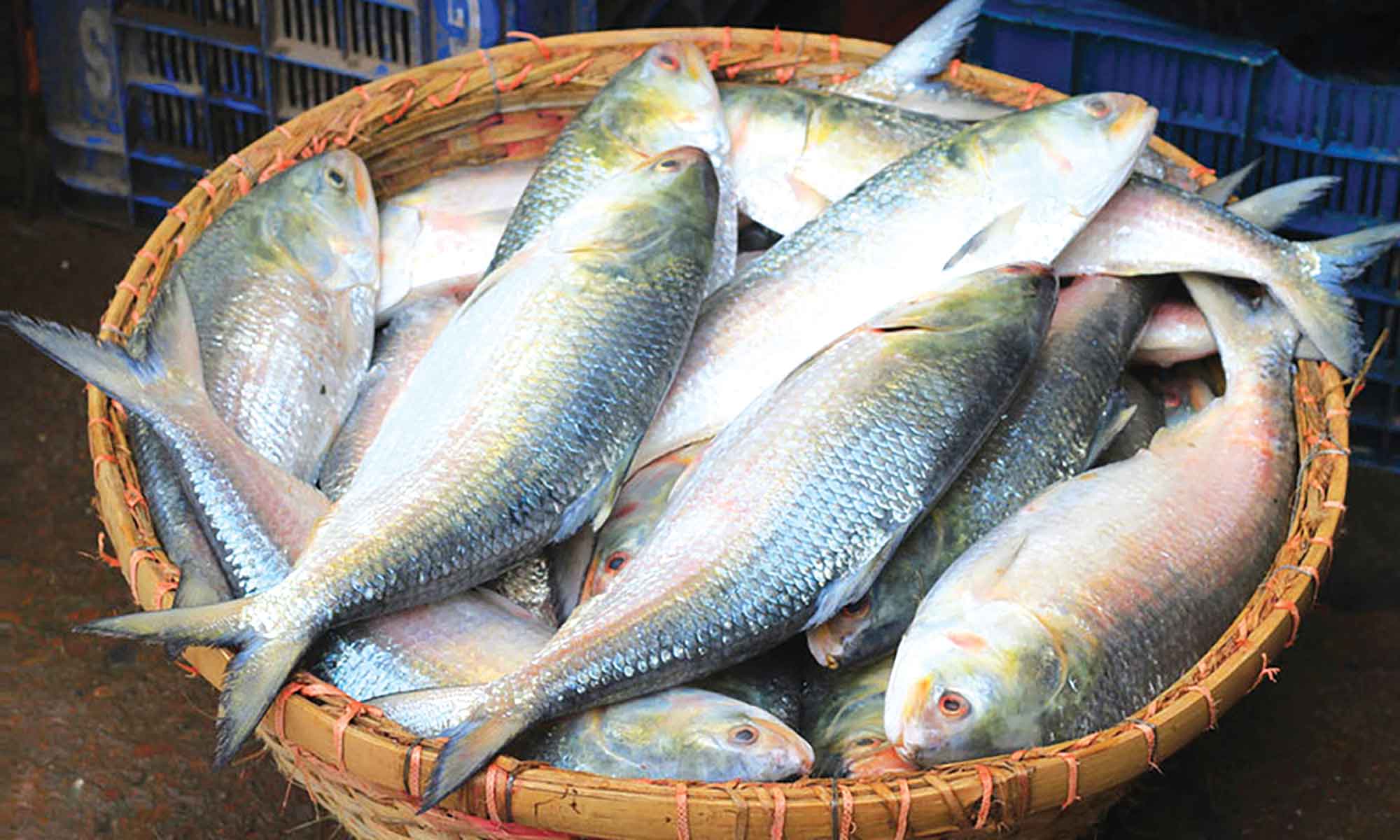 বাজারে ইলিশের দাম বেশি, ক্রেতা নেই