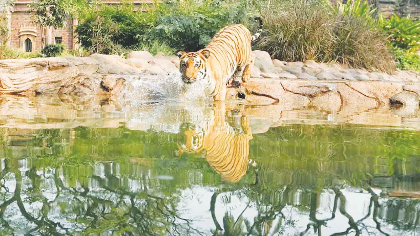 নেপালে এক দশকে বাঘ বেড়ে ৩ গুণ, তবু কেন গলার কাঁটা