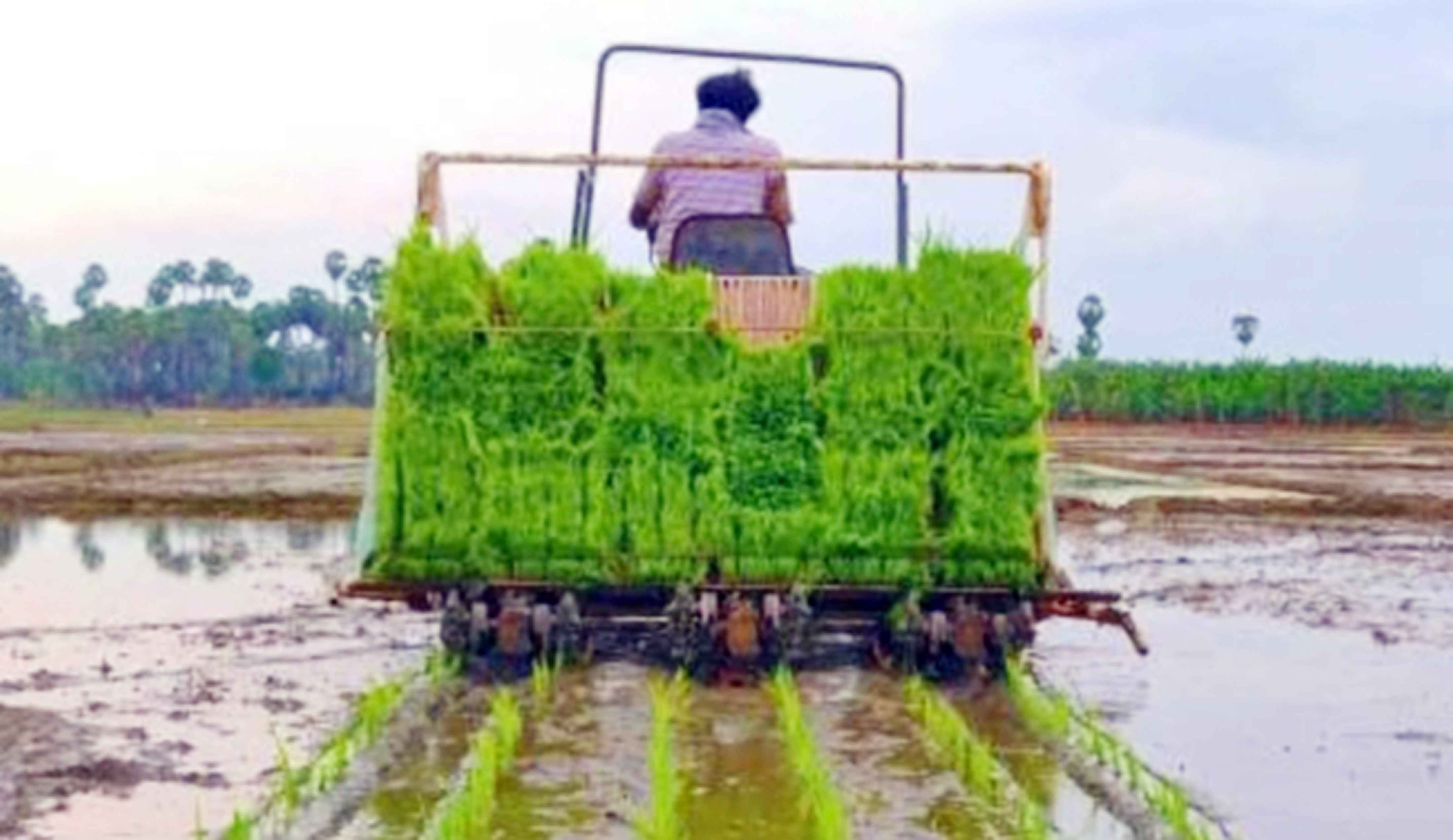 যান্ত্রিকীকরণের সুফলে ধানচাষে কমছে সময় ও খরচ