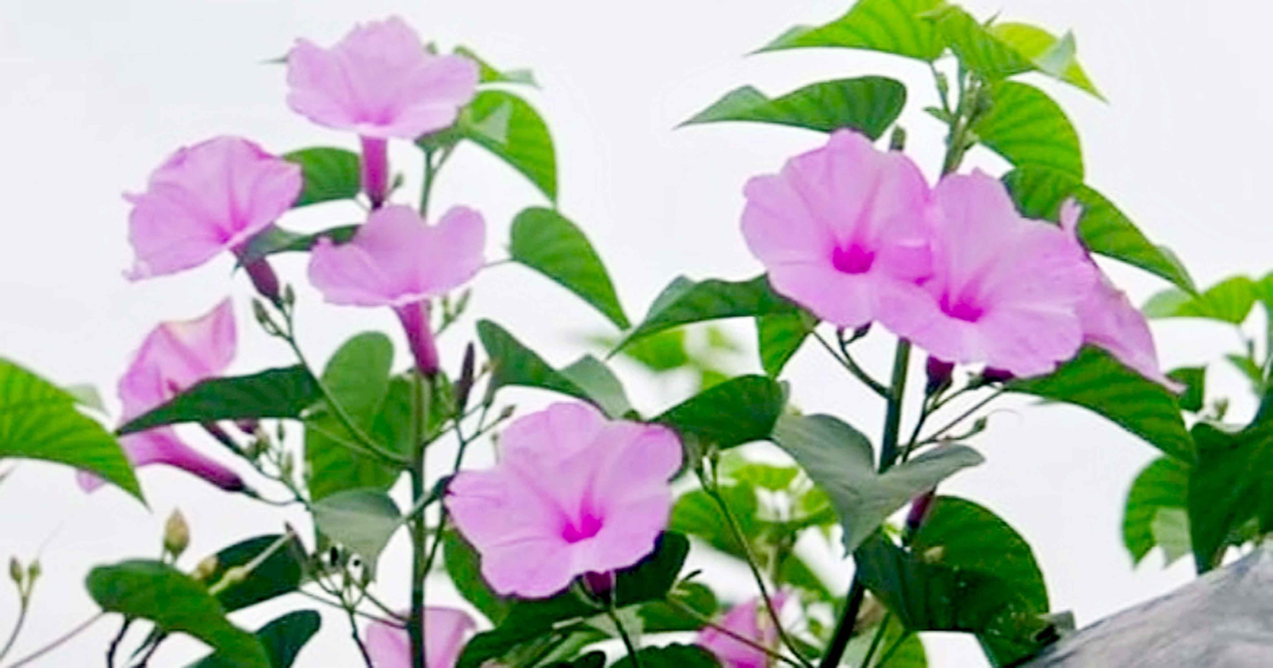 গ্রামের সৌন্দর্যের রাণী মুগ্ধকর ঢোল-কলমি