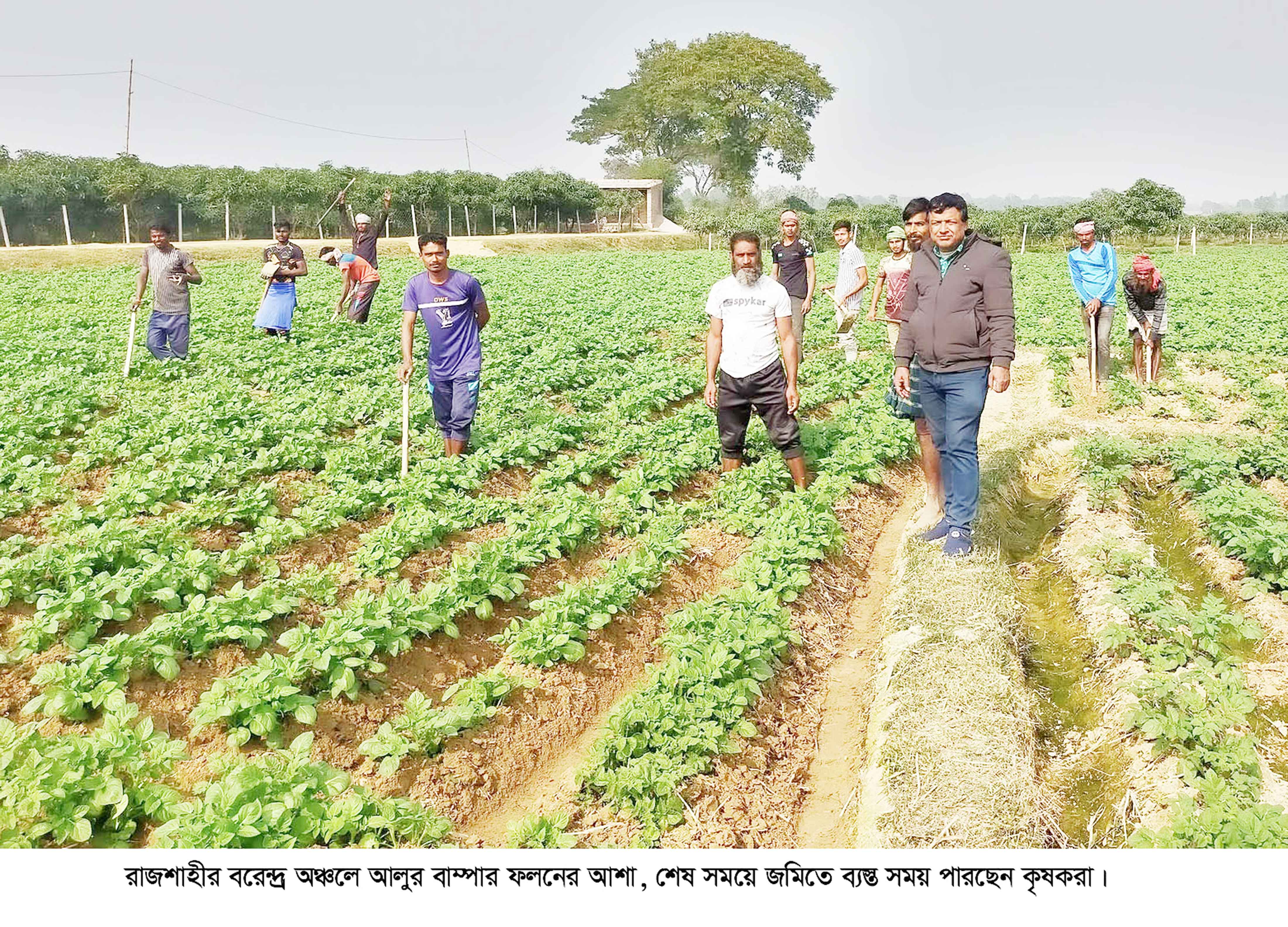 বরেন্দ্রে আলুর বাম্পার ফলনের আশাতেও দামে চিন্তার ভাজ
