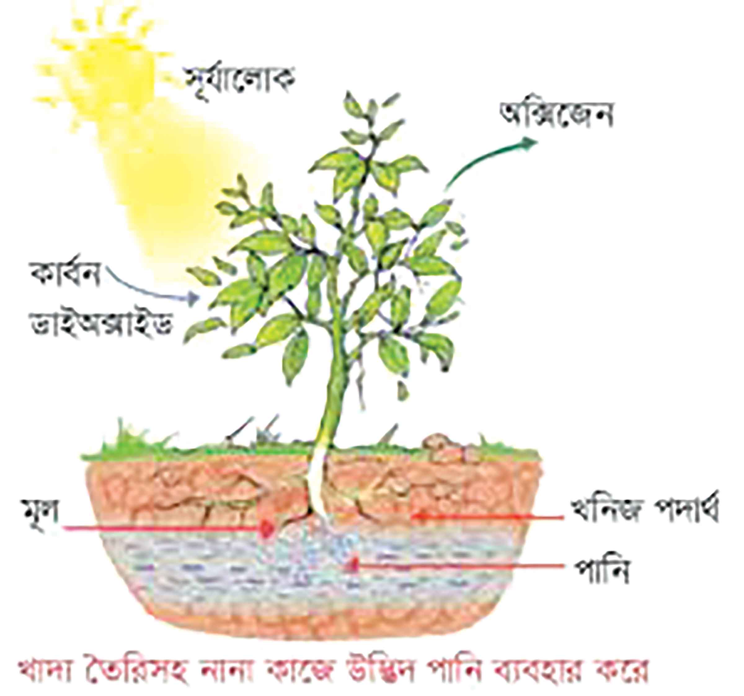 পঞ্চম শ্রেণির বিজ্ঞান