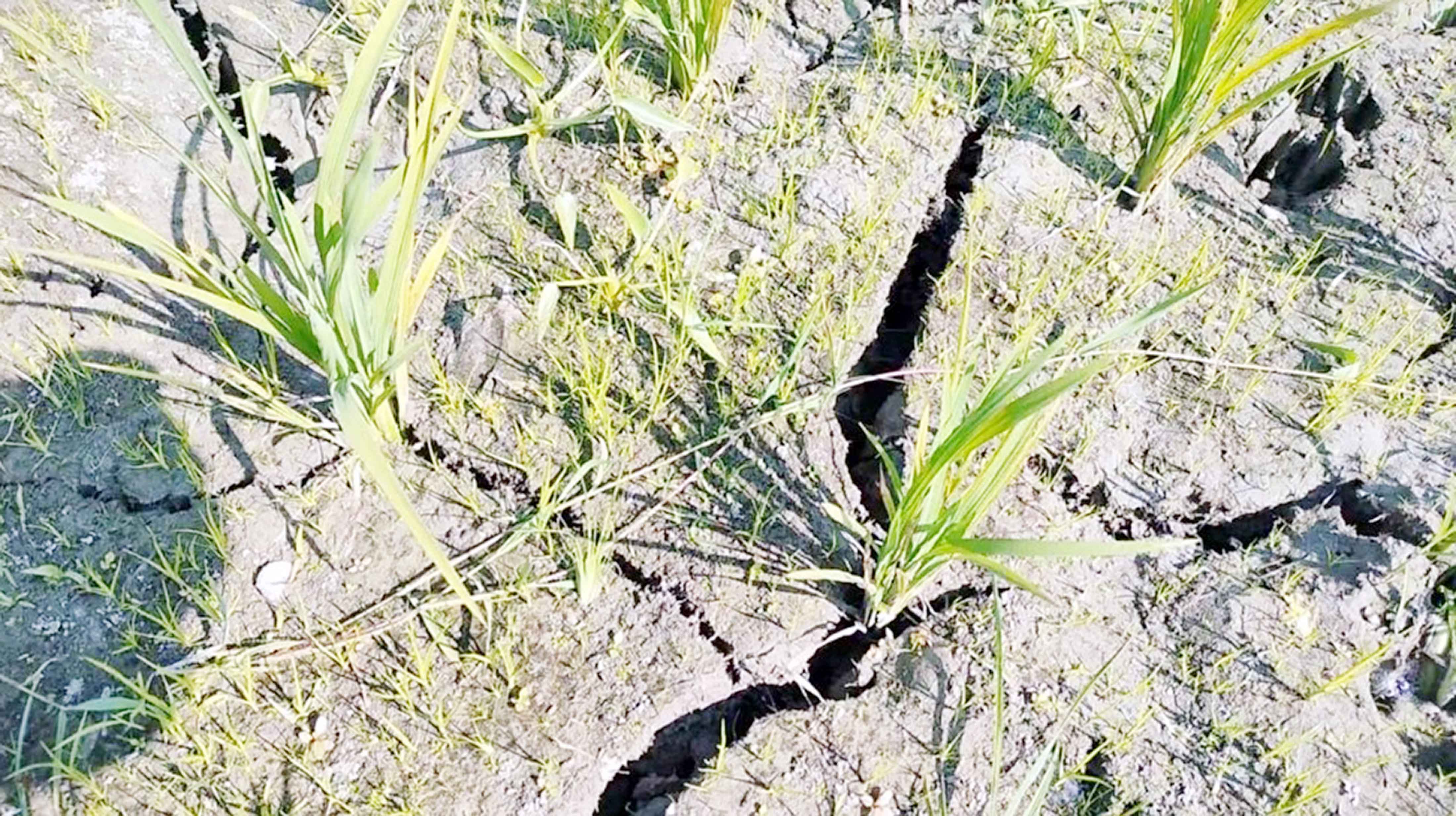 চাঁদপুরে পানির অভাবে শুকিয়ে গেছে মাঠ, নষ্ট হচ্ছে বীজ