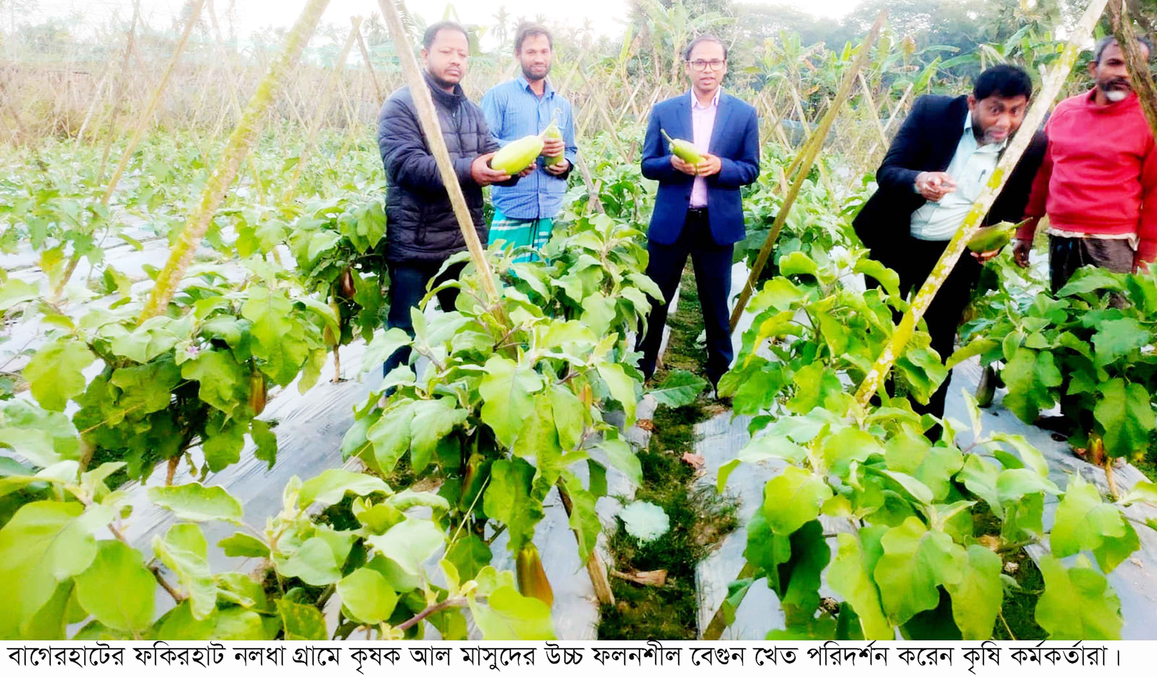 উচ্চফলনশীল বেগুন, বস্তায় রসুন ও সরিষা-ভুট্টায় কৃষকের সফলতা