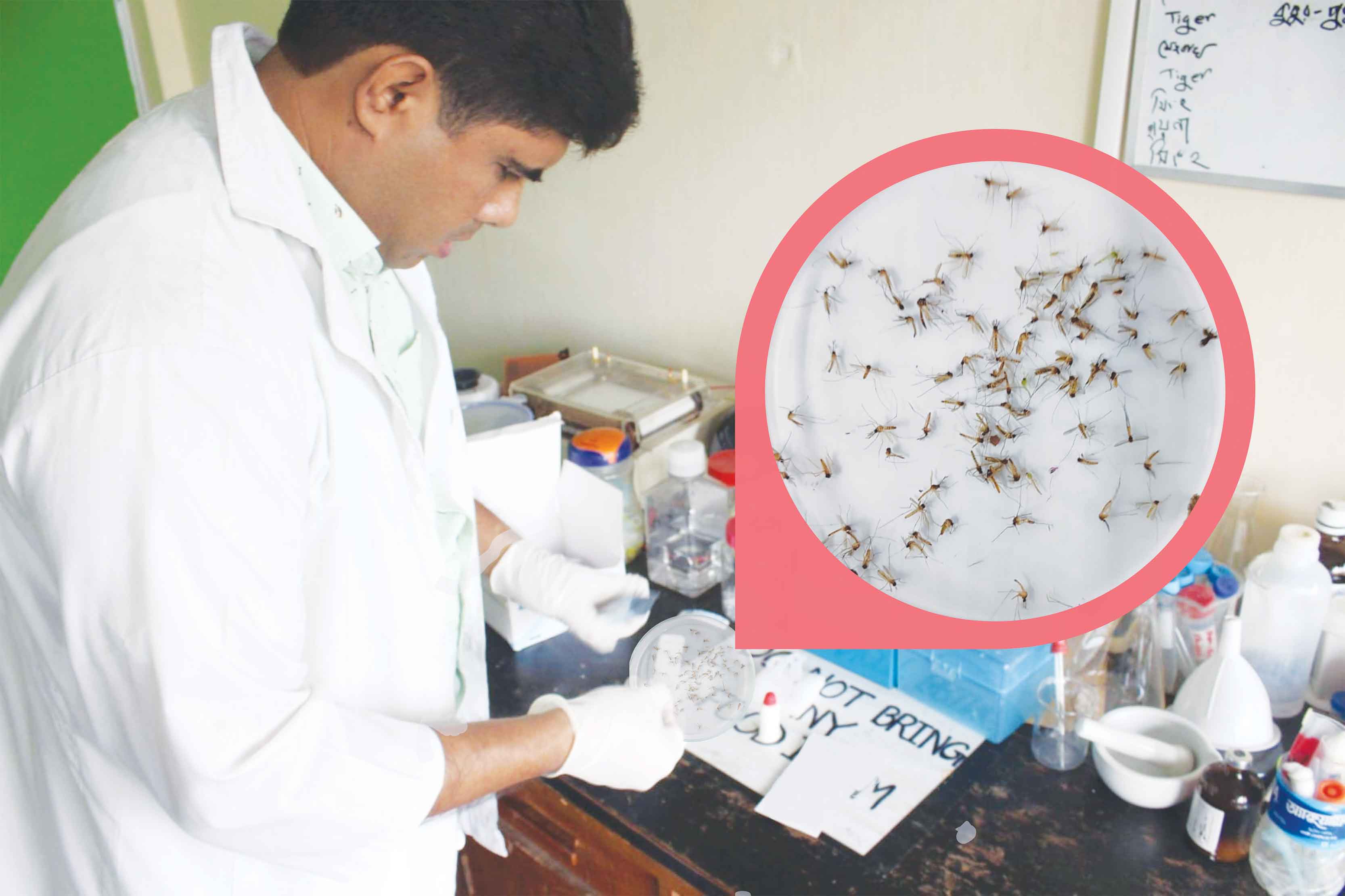 মানুষে নয় মশার দেহে ডেঙ্গুর উপস্থিতি পর্যবেক্ষণ