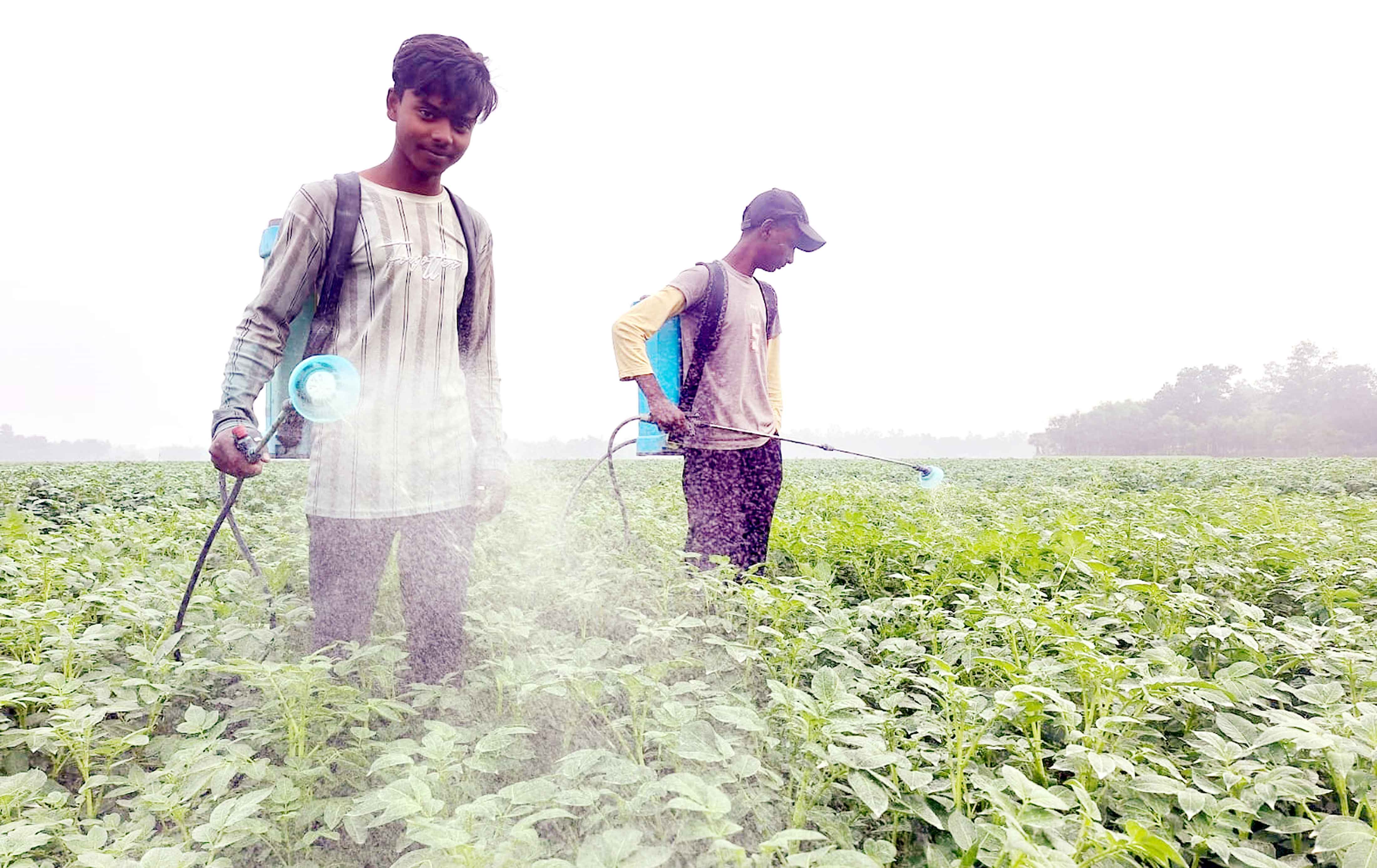সরিষা ছেড়ে আলুতে ঝুঁকে বিপাকে বগুড়ার কৃষক