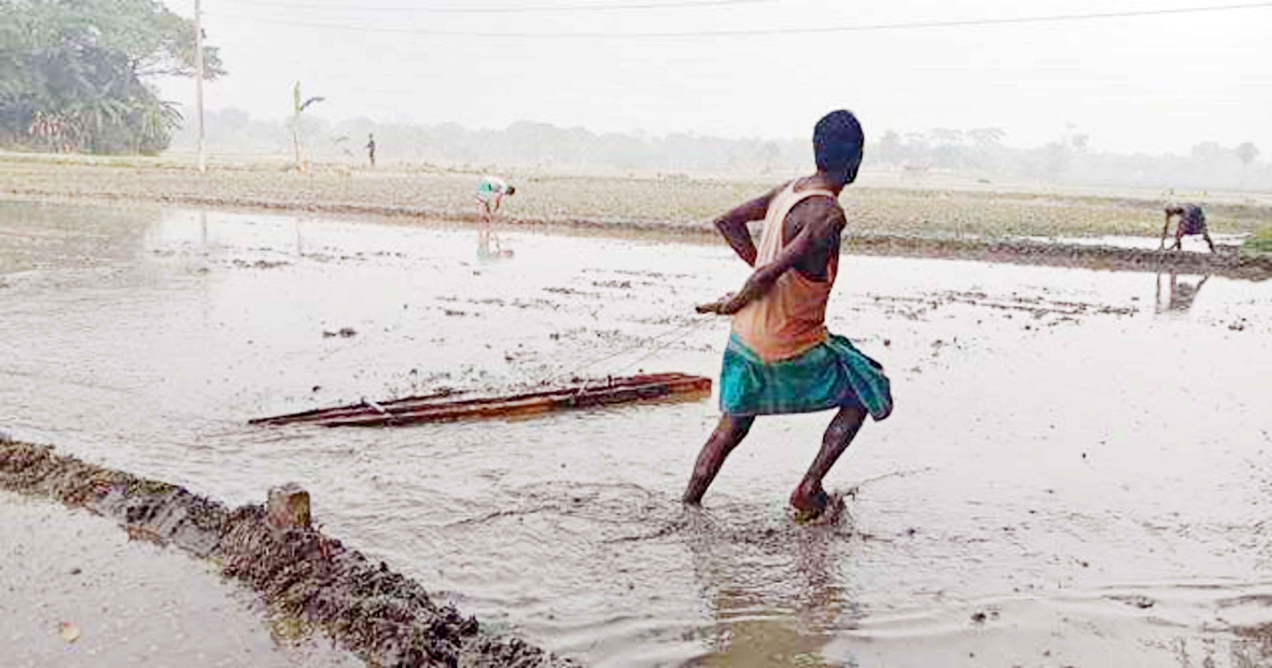 হোসেনপুরে বোরো চাষ ঘিরে মাঠে মাঠে উৎসব
