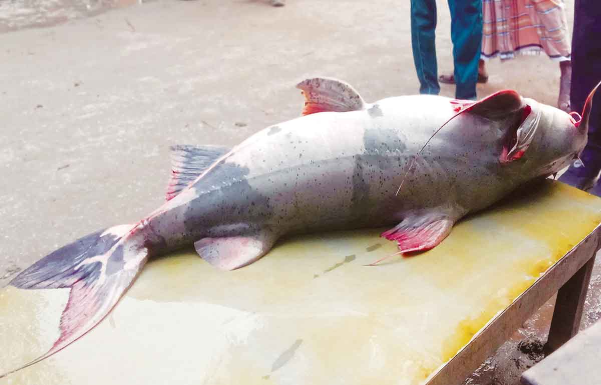 যমুনায় ধরা ৩৮ কেজির বাঘাইড় ৪৮ হাজার টাকায় বিক্রি